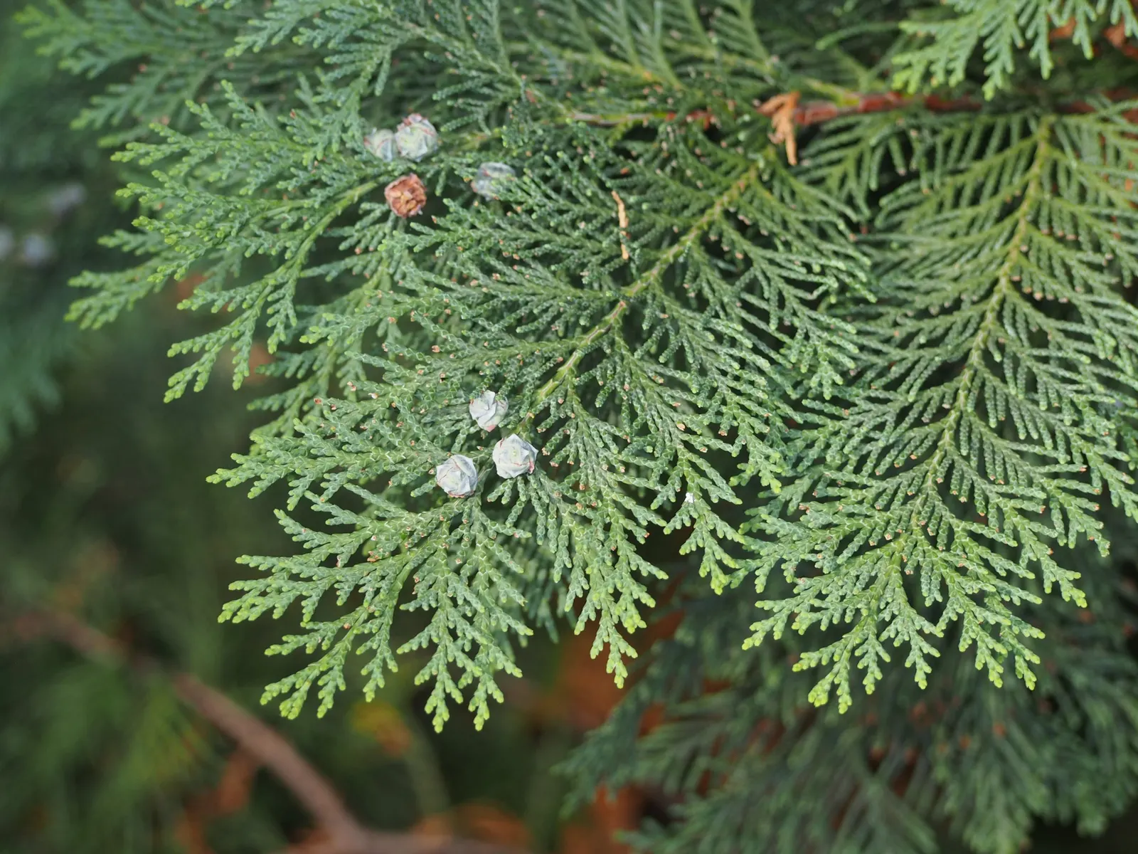 Port Orford Cedar (Chamaecyparis Lawsoniana) — this distinguished tree boasts a pyramidal shape with horizontally spreading branches; scientifically known as