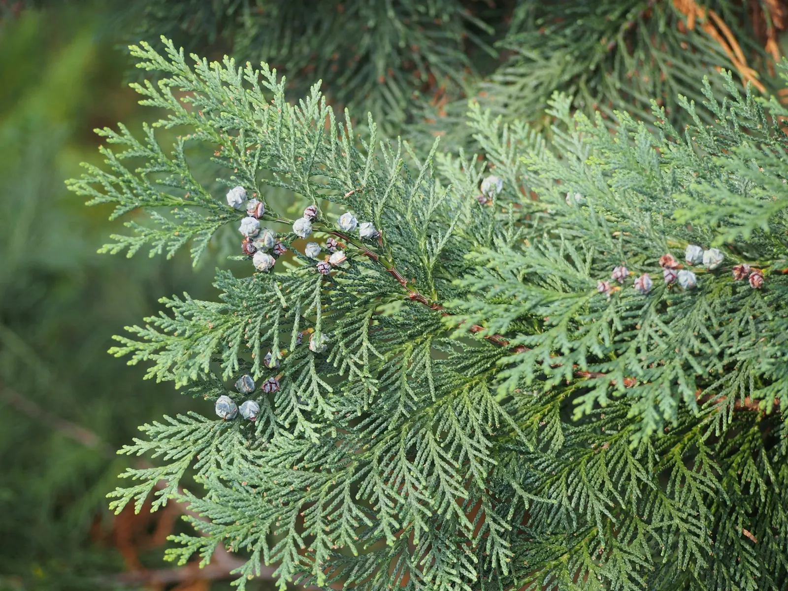Port Orford Cedar (Chamaecyparis Lawsoniana) — scientifically known as Chamaecyparis lawsoniana