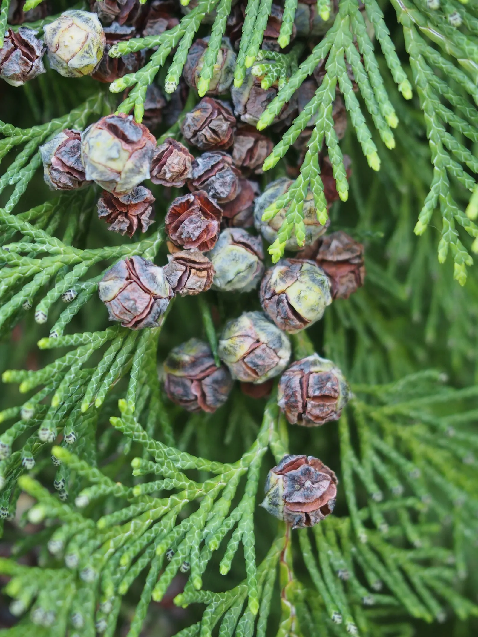 Port Orford Cedar (Chamaecyparis Lawsoniana) — approximately 0.3 to 0.4 inches in diameter.<br><br>This species prefers well-drained; evergreen, image 75