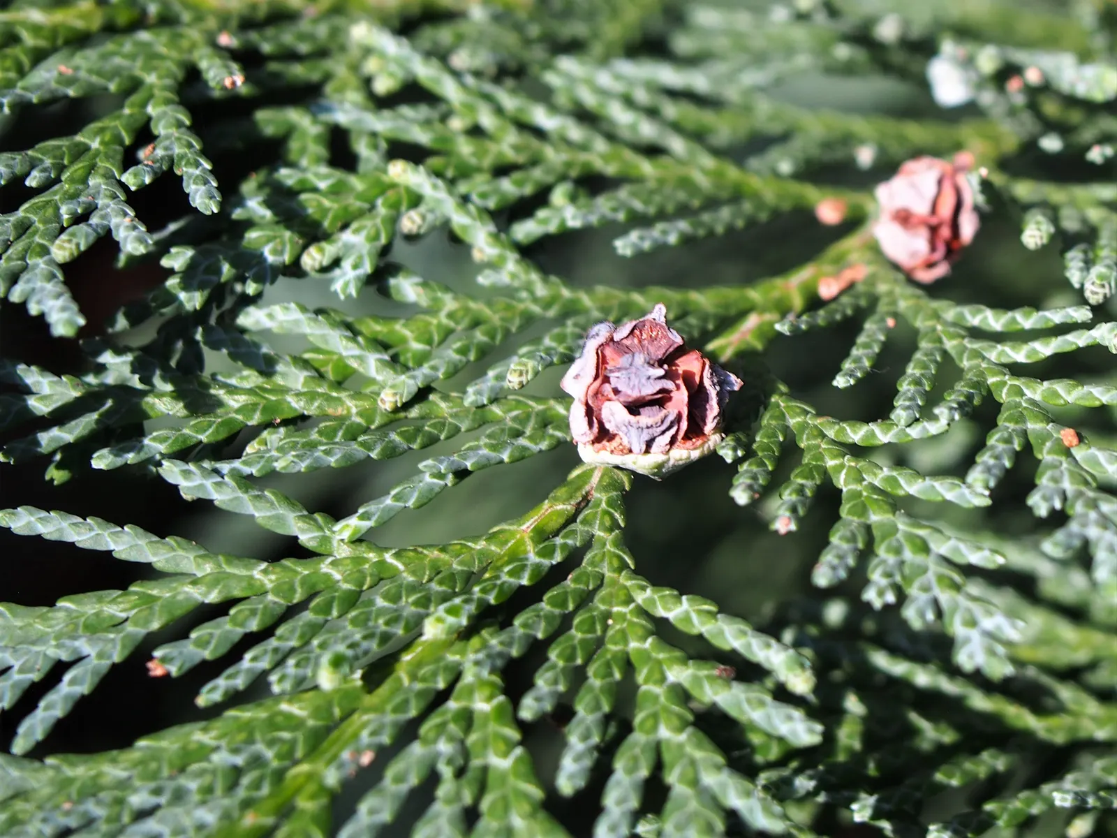 Port Orford Cedar (Chamaecyparis Lawsoniana) — scale-like leaves are a vibrant green