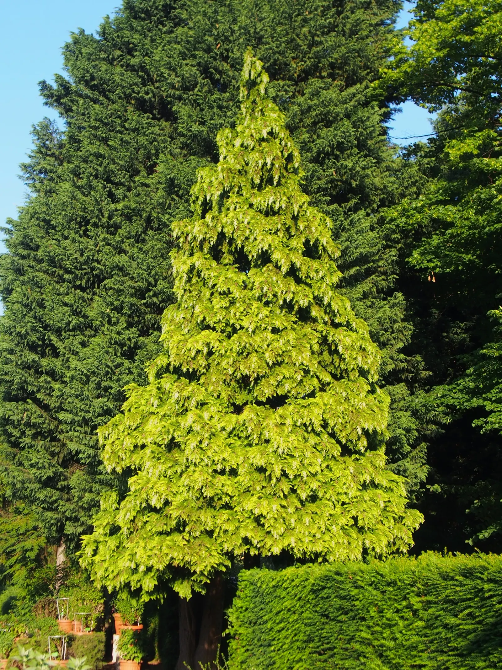 Port Orford Cedar (Chamaecyparis Lawsoniana) — Native to southwestern Oregon and northwestern California; conifer / tree for full, image 49