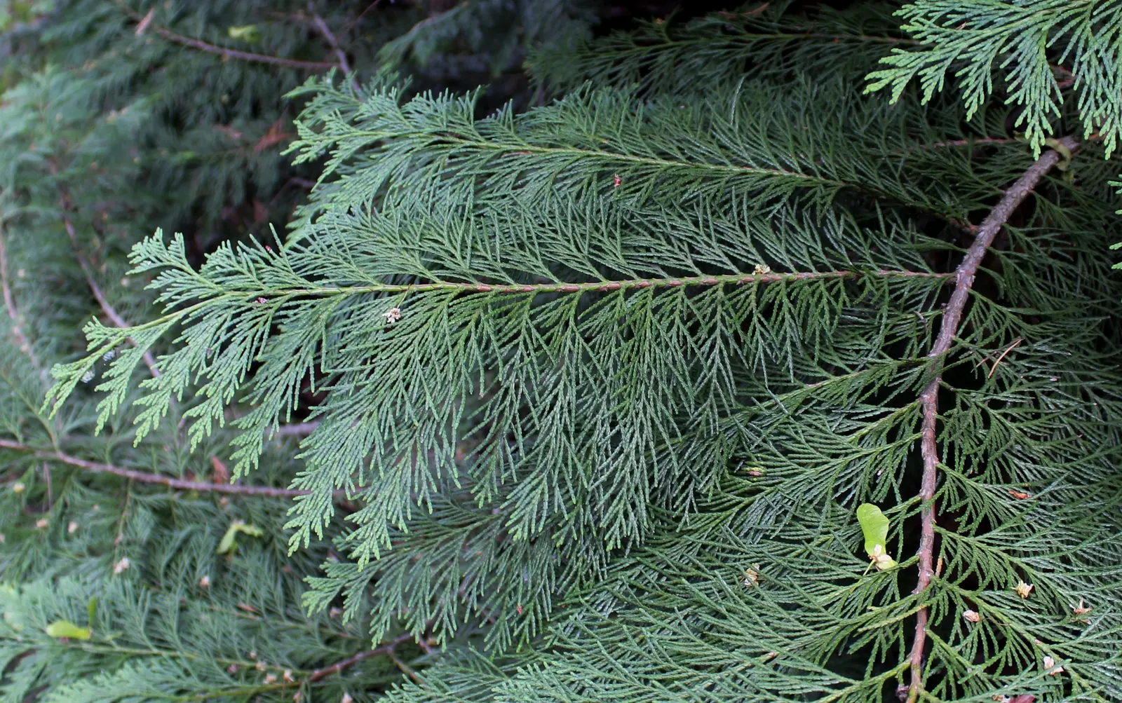 Port Orford Cedar (Chamaecyparis Lawsoniana) — The Port Orford Cedar (Chamaecyparis lawsoniana) is a majestic; its drooping branches hold dense, image 81