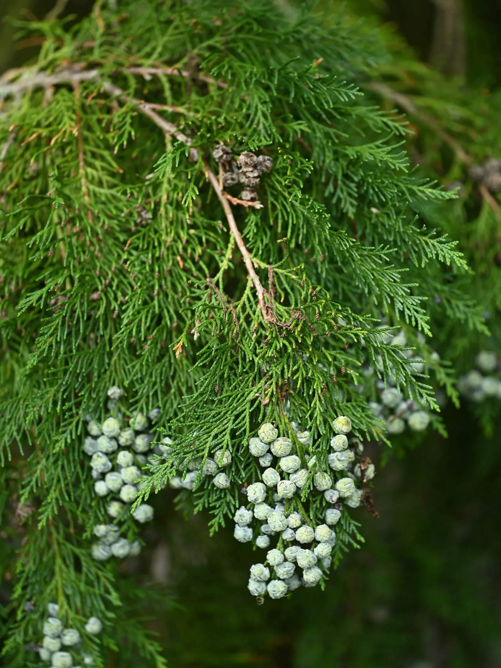 Port Orford Cedar (Chamaecyparis Lawsoniana) — providing habitat for birds and other wildlife; this distinguished tree boasts a pyramidal shape with, image 79