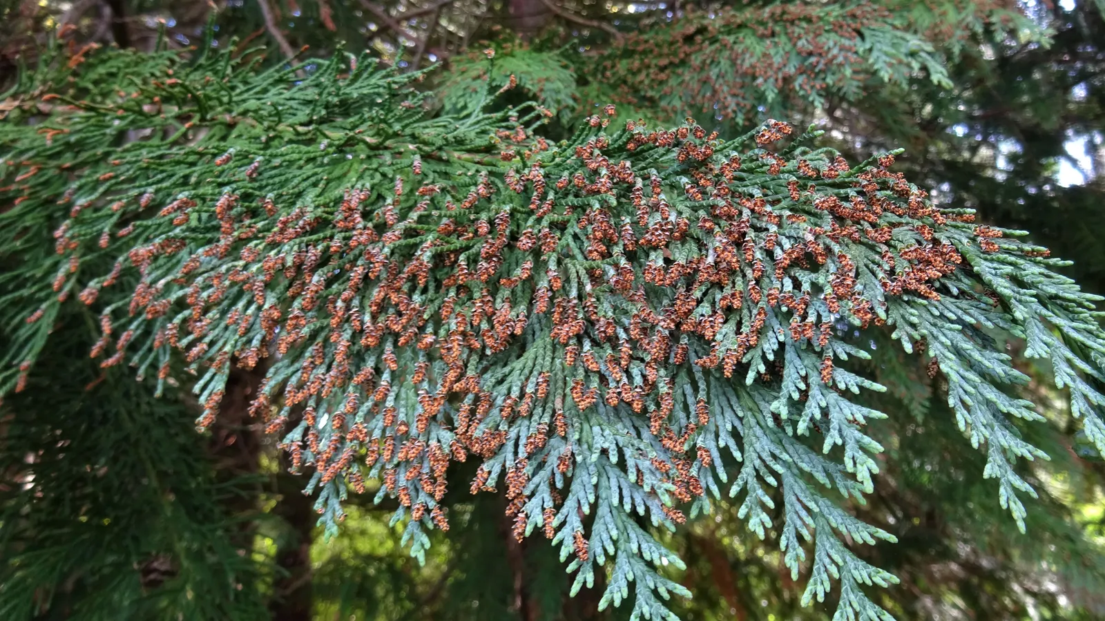 Port Orford Cedar (Chamaecyparis Lawsoniana) — Native to southwestern Oregon and northwestern California; conifer / tree for full, image 69