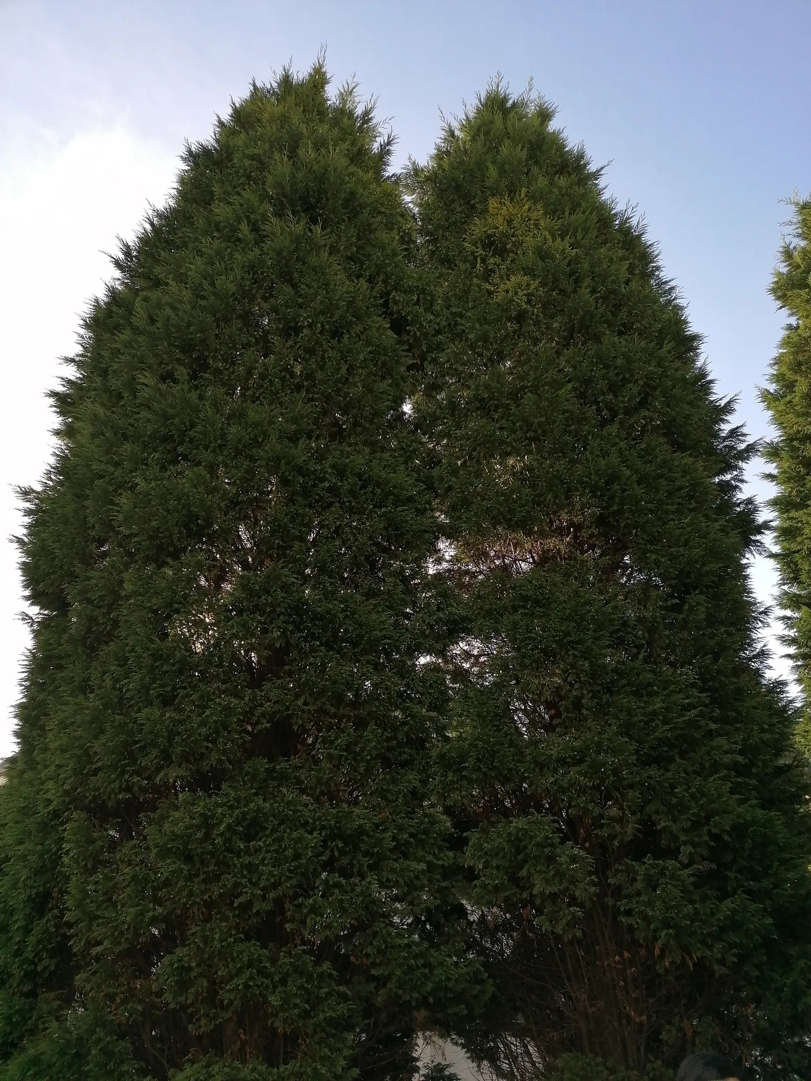 Port Orford Cedar (Chamaecyparis Lawsoniana) — approximately 0.3 to 0.4 inches in diameter.<br><br>This species prefers well-drained; evergreen, image 55