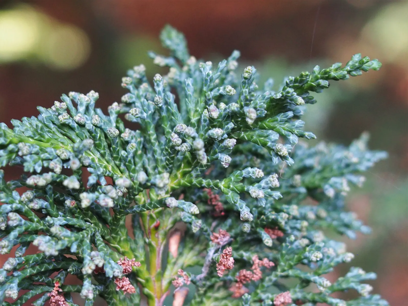Port Orford Cedar (Chamaecyparis Lawsoniana) — scientifically known as Chamaecyparis lawsoniana; hardy in zones 7-9, it brings elegance and, image 87
