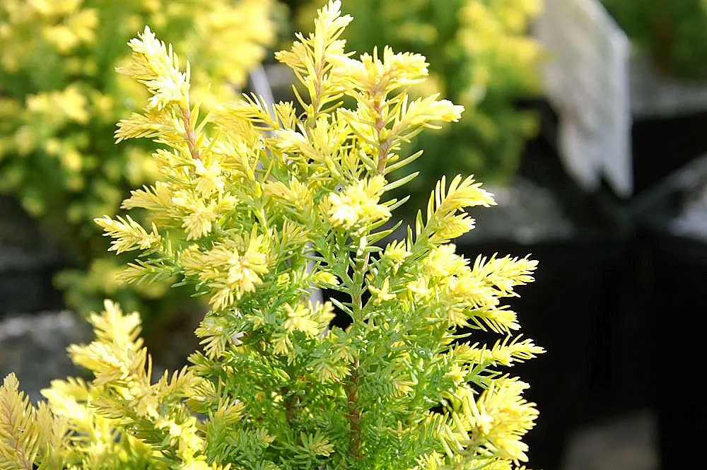 Port Orford Cedar (Chamaecyparis Lawsoniana) — reaching up to 150 ft tall and 6 ft in diameter; although regular watering is essential during dry, image 63