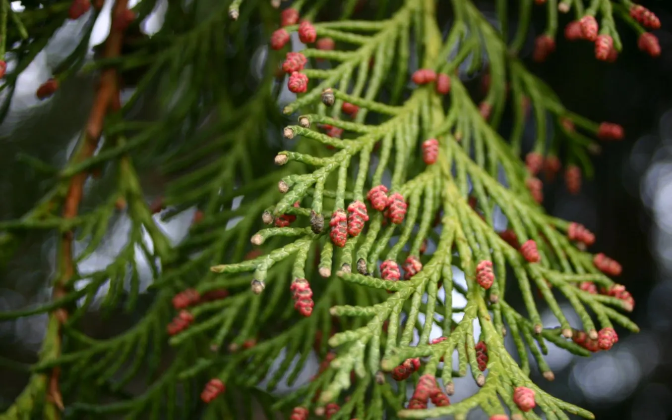 Port Orford Cedar (Chamaecyparis Lawsoniana) — slightly acidic soils and thrives in full sun to partial shade; native to southwestern Oregon and, image 96