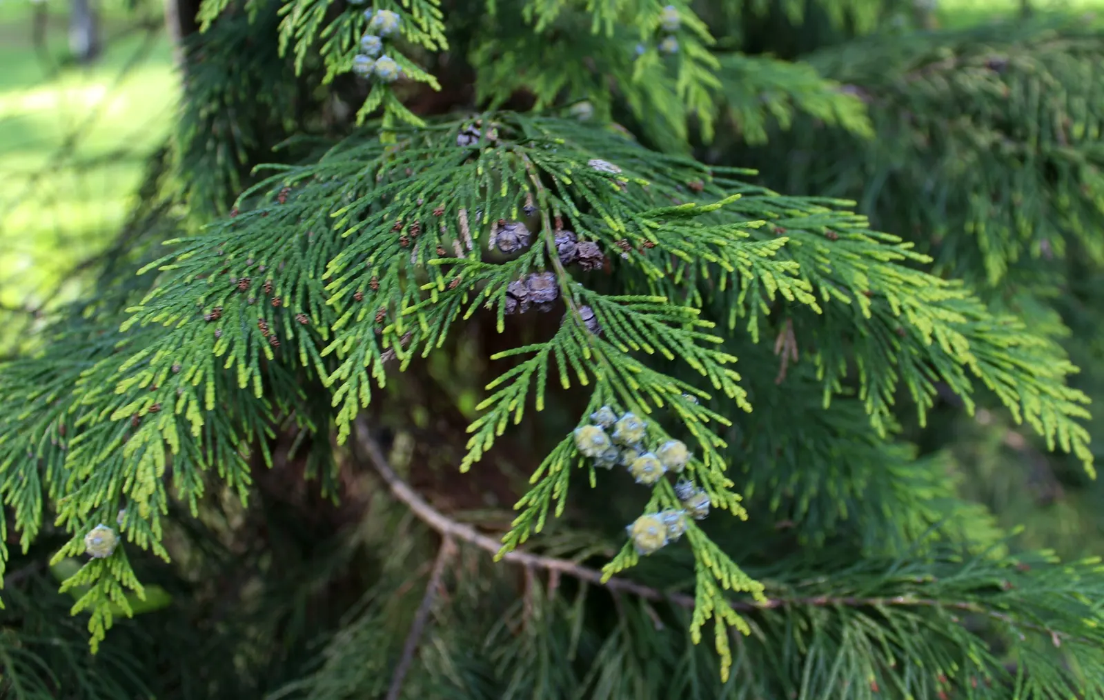 Port Orford Cedar (Chamaecyparis Lawsoniana) — Its drooping branches hold dense, scale-like, bluish-green foliage exuding a pungent aroma; ideal for large