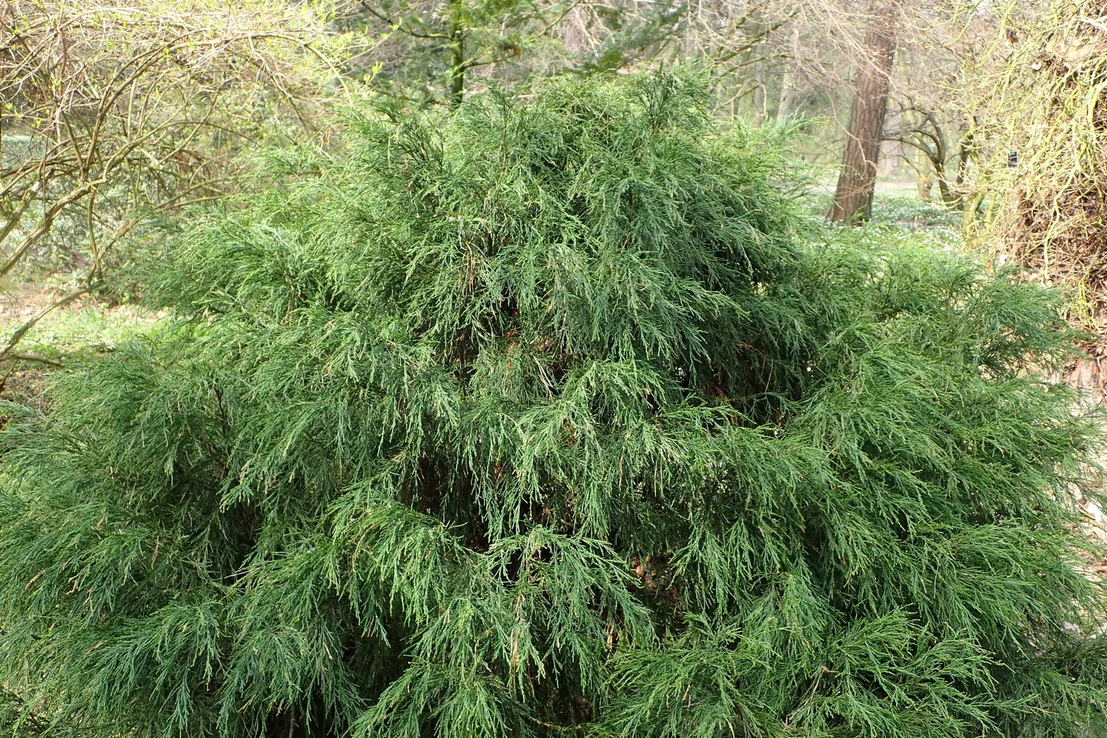Port Orford Cedar (Chamaecyparis Lawsoniana) — slightly acidic soils and thrives in full sun to partial shade