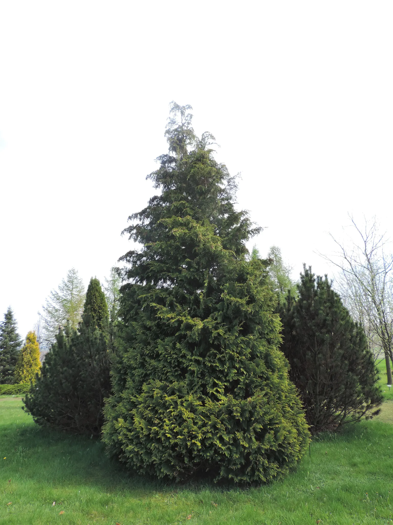 Port Orford Cedar (Chamaecyparis Lawsoniana) — slightly acidic soils and thrives in full sun to partial shade; native to southwestern Oregon and, image 56