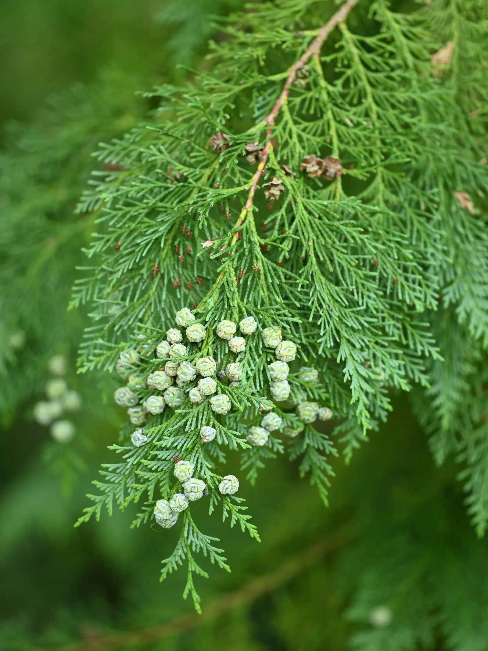 Port Orford Cedar (Chamaecyparis Lawsoniana) — It is adaptable but requires ample space for proper development, making it less suitable for compact, image 77
