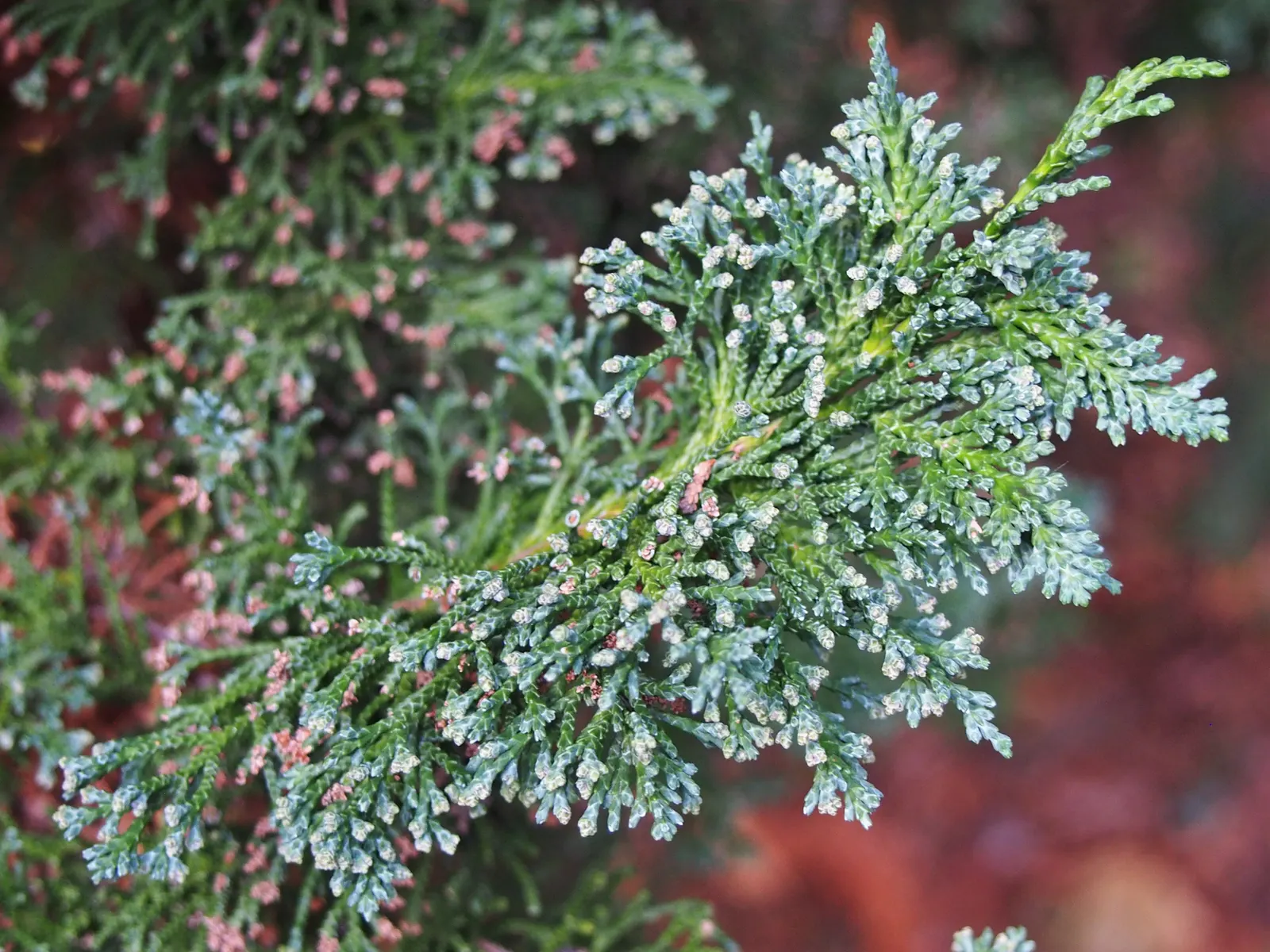 Port Orford Cedar (Chamaecyparis Lawsoniana) — It is adaptable but requires ample space for proper development, making it less suitable for compact, image 97