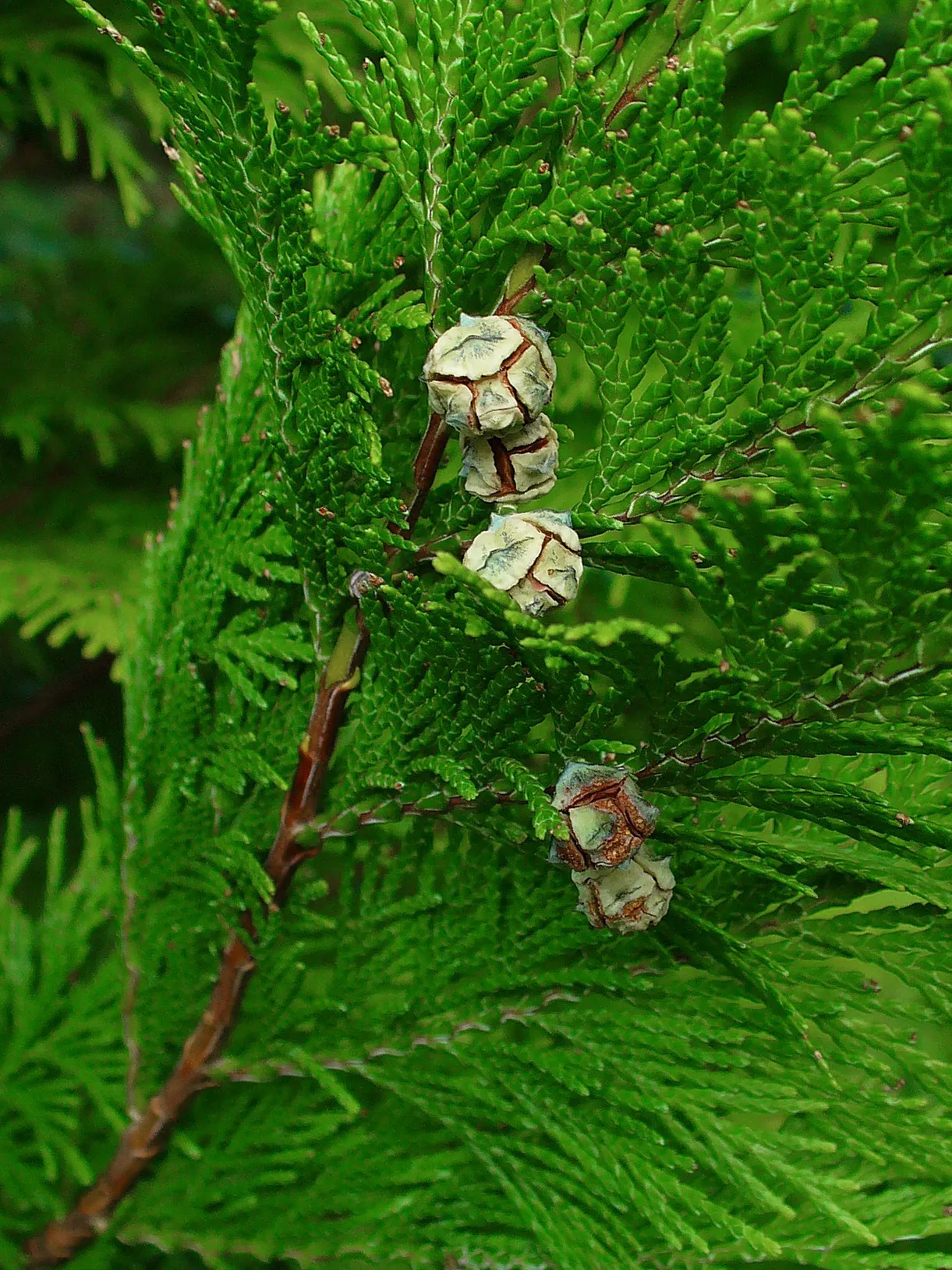 Port Orford Cedar (Chamaecyparis Lawsoniana) — making it an excellent choice for creating vertical emphasis or as a focal point in large gardens, image 91