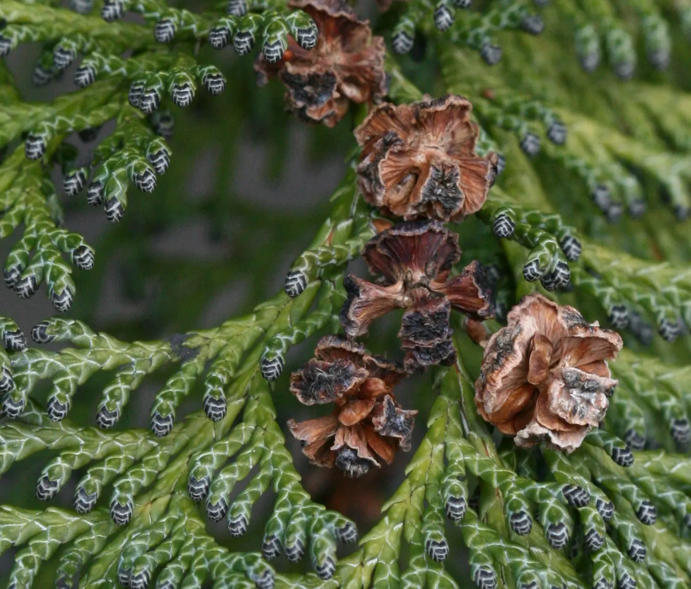 Port Orford Cedar (Chamaecyparis Lawsoniana) — making it an excellent choice for creating vertical emphasis or as a focal point in large gardens, image 71