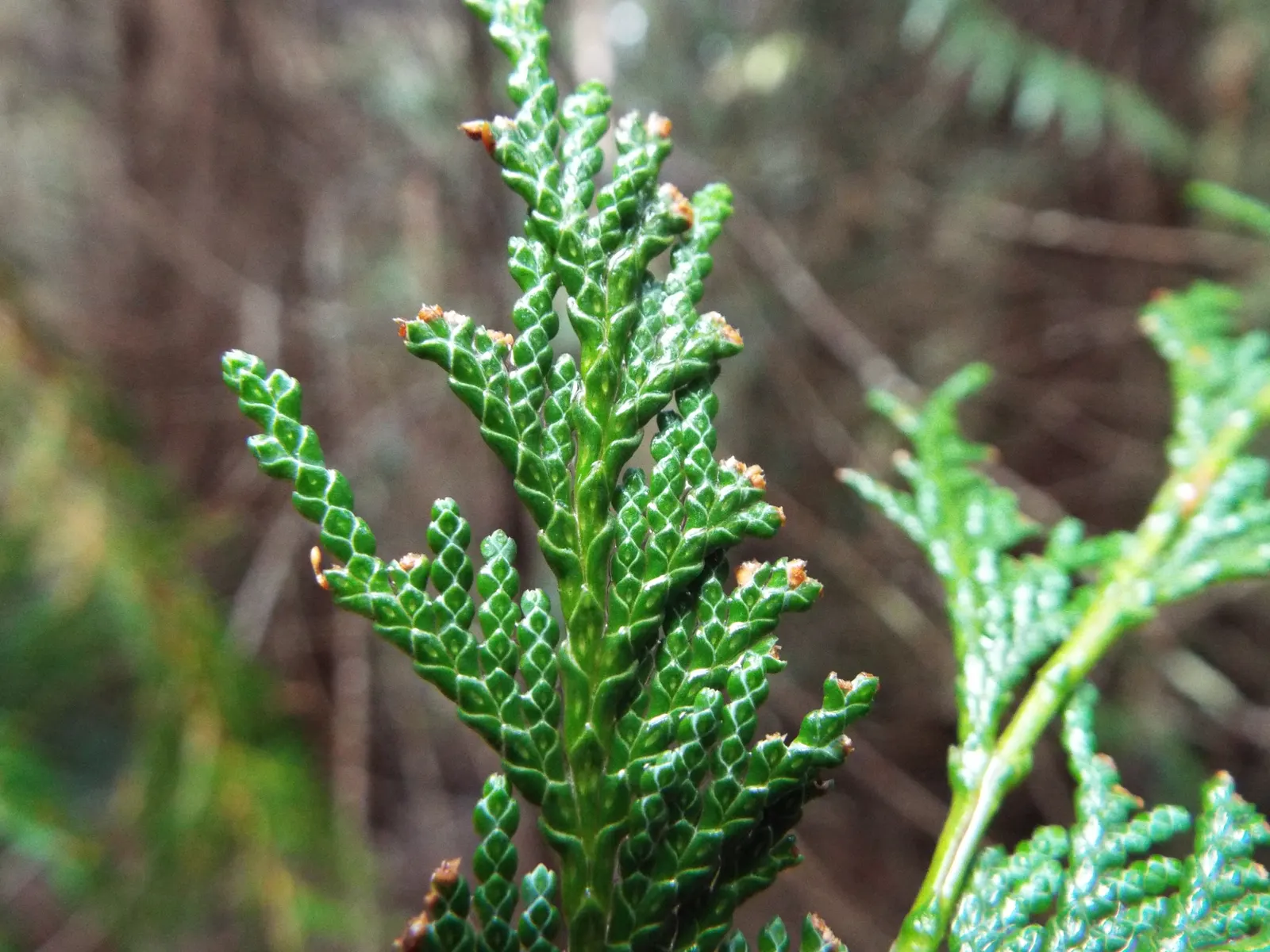 Port Orford Cedar (Chamaecyparis Lawsoniana) — although regular watering is essential during dry spells; reaching up to 150 ft tall and 6 ft in diameter
