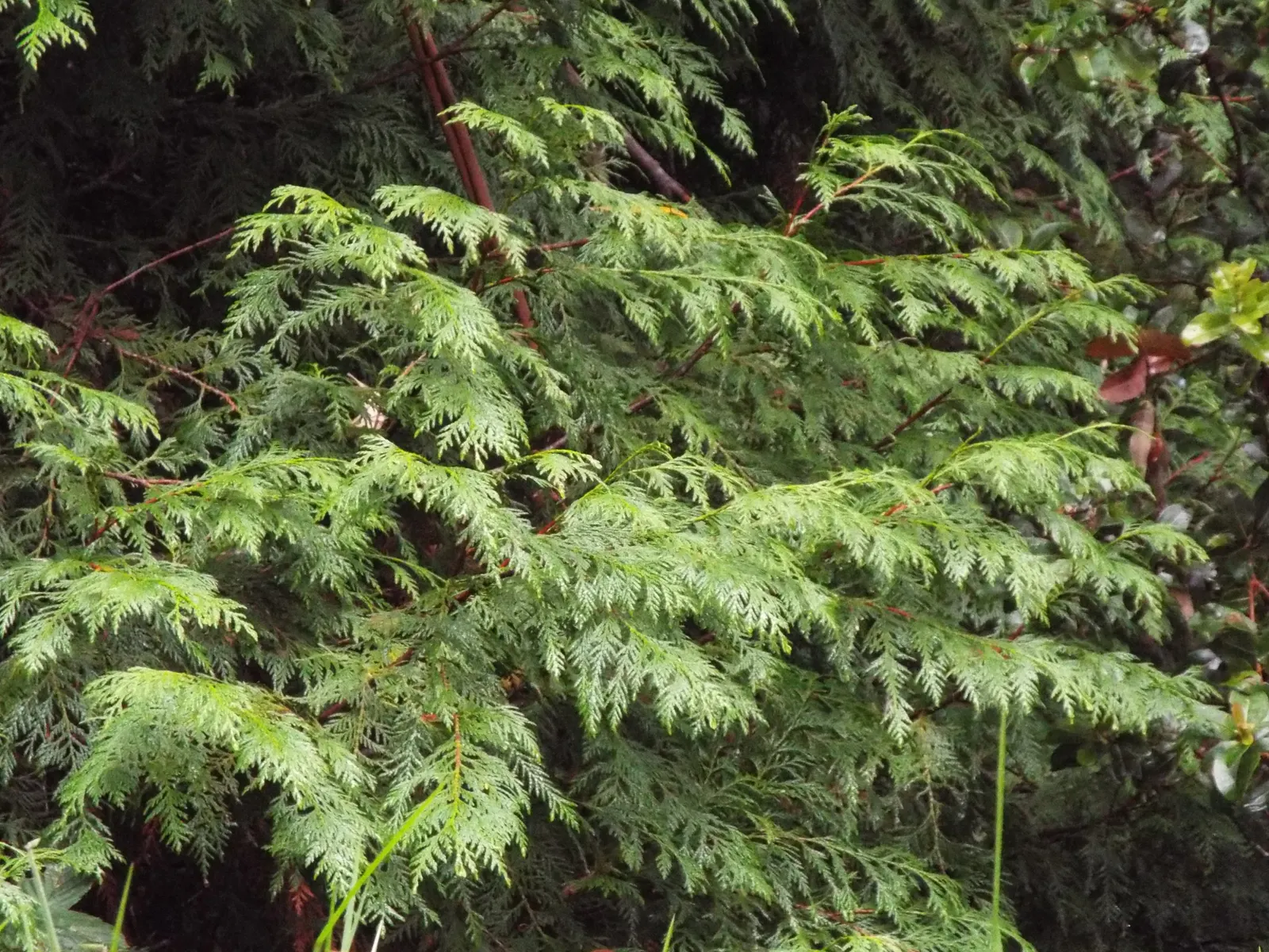 Port Orford Cedar (Chamaecyparis Lawsoniana) — Its drooping branches hold dense, scale-like, bluish-green foliage exuding a pungent aroma; ideal, image 84