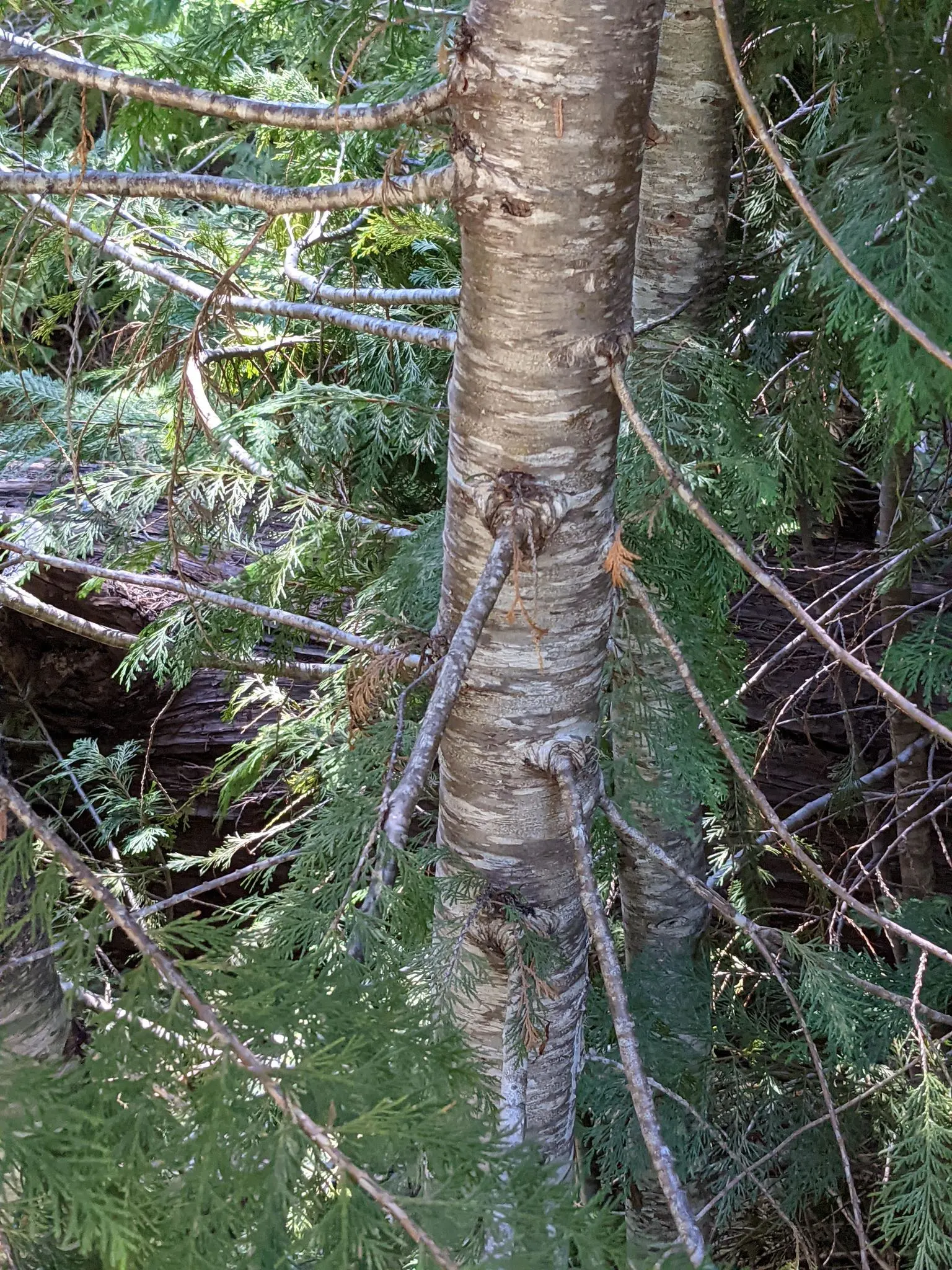 Port Orford Cedar (Chamaecyparis Lawsoniana) — Its drooping branches hold dense, scale-like, bluish-green foliage exuding a pungent aroma; ideal, image 44