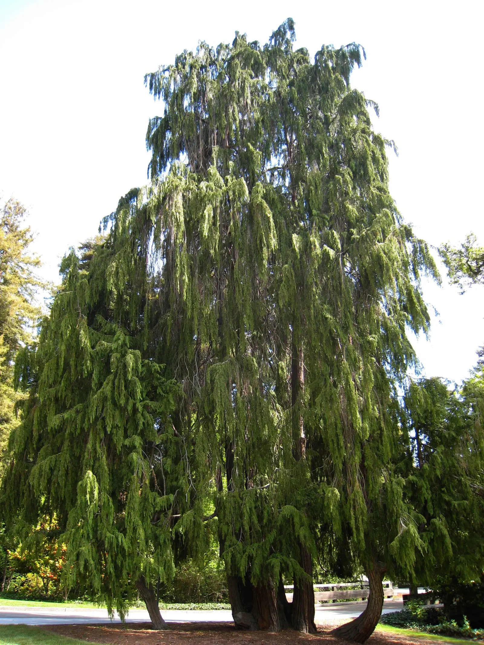 Port Orford Cedar (Chamaecyparis Lawsoniana) — reaching up to 150 ft tall and 6 ft in diameter; although regular watering is essential during dry, image 43