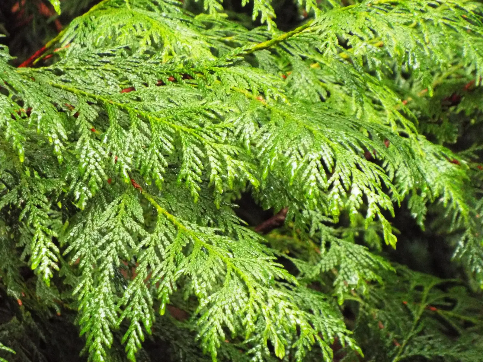 Port Orford Cedar (Chamaecyparis Lawsoniana) — conifer / tree for full; it is adaptable but requires ample space for proper development, making it, image 60