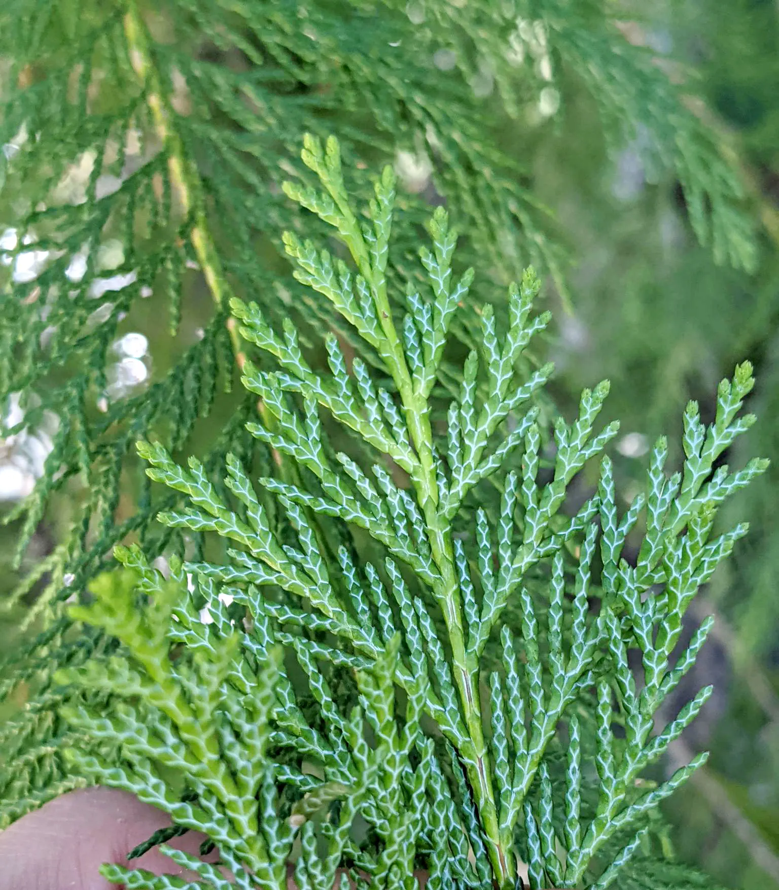 Port Orford Cedar (Chamaecyparis Lawsoniana) — The Port Orford Cedar (Chamaecyparis lawsoniana) is a majestic; its drooping branches hold dense, image 61