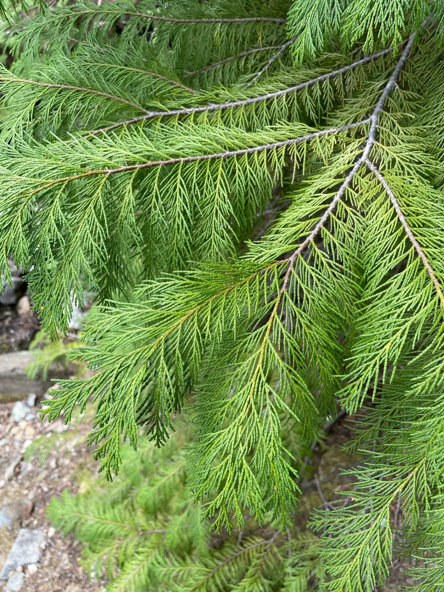 Port Orford Cedar (Chamaecyparis Lawsoniana) — scale-like leaves are a vibrant green; the Port Orford Cedar (Chamaecyparis lawsoniana) is a majestic, image 72