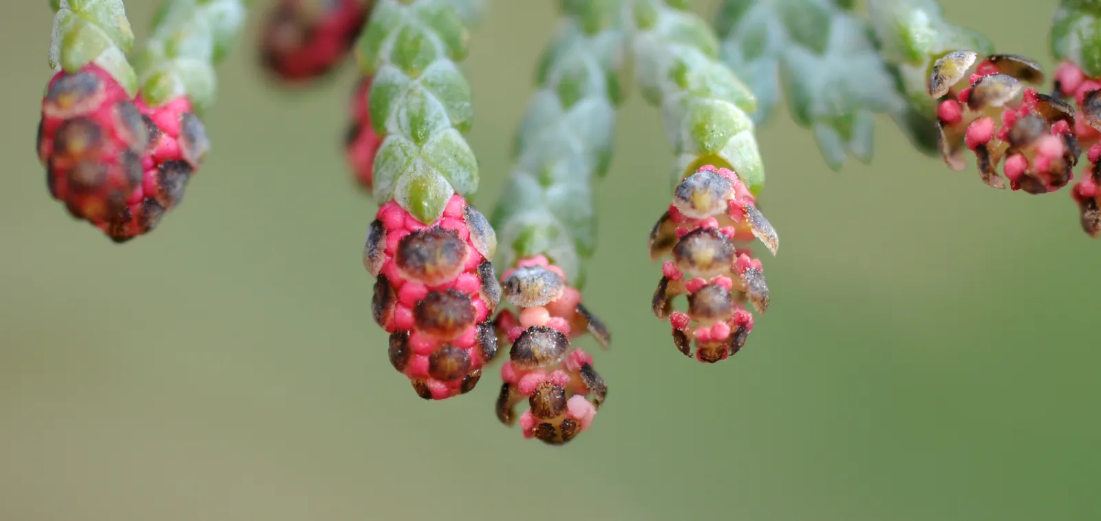 Port Orford Cedar (Chamaecyparis Lawsoniana) — Hardy in zones 7-9, it brings elegance and year-round interest, albeit susceptible to root rot if, image 26