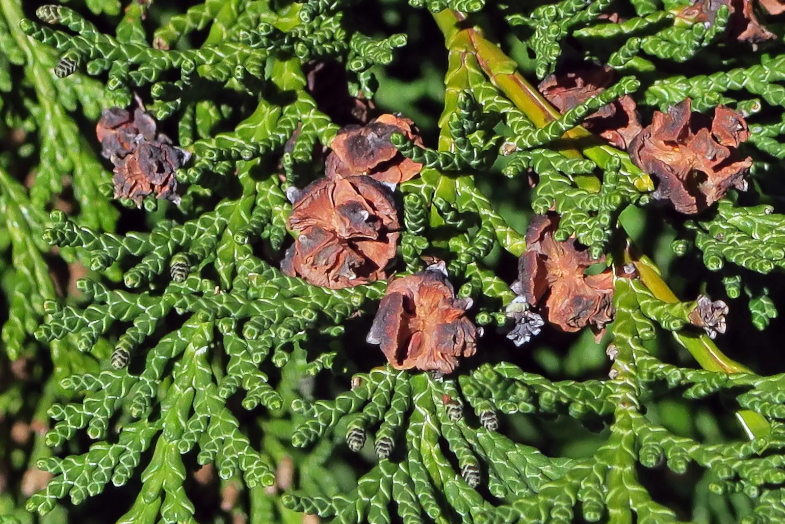 Port Orford Cedar (Chamaecyparis Lawsoniana) — is a stately evergreen conifer known for its resilience and graceful aesthetic