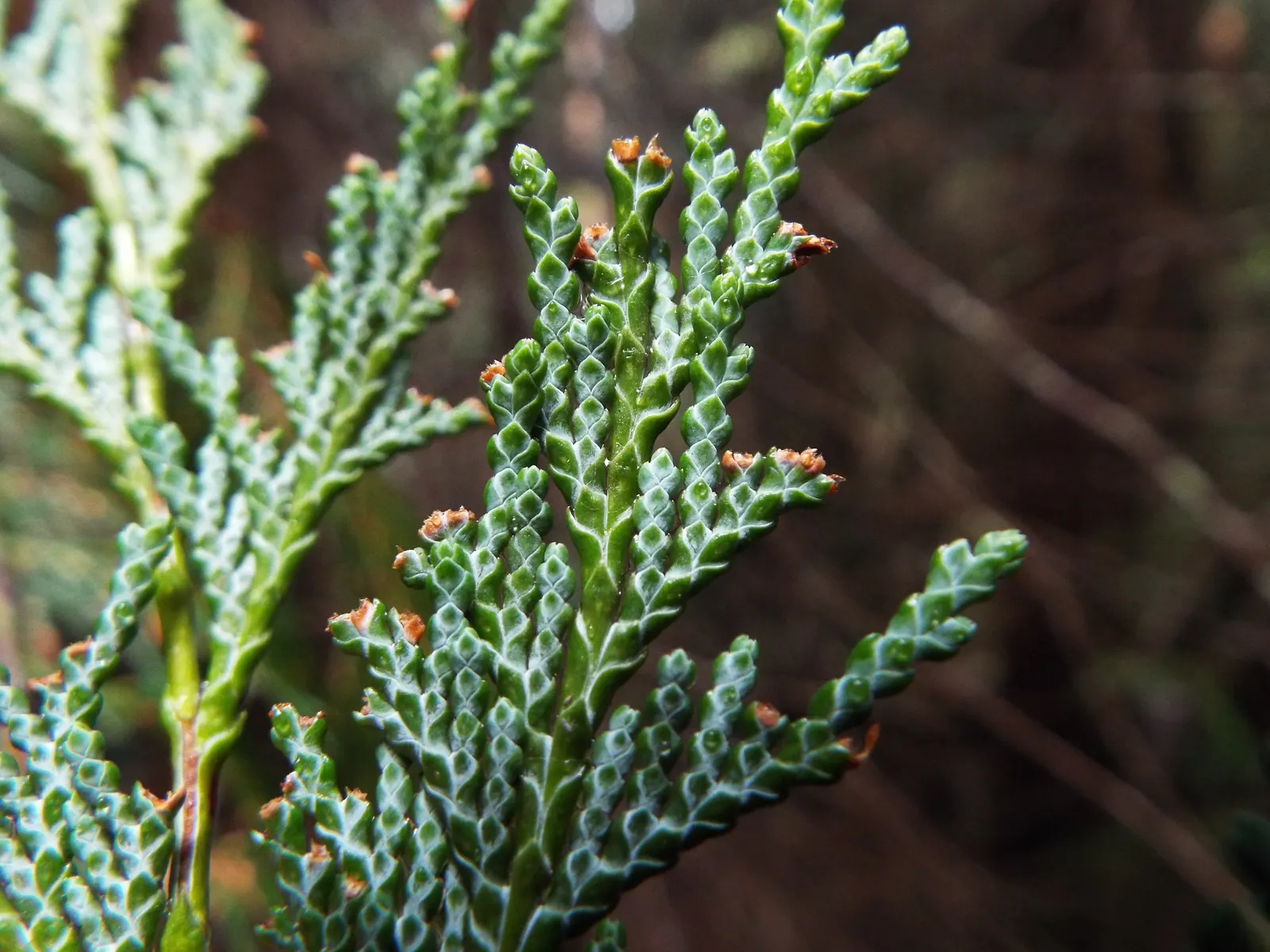 Port Orford Cedar (Chamaecyparis Lawsoniana) — is a stately evergreen conifer known for its resilience and graceful aesthetic; sometimes tinged with blue