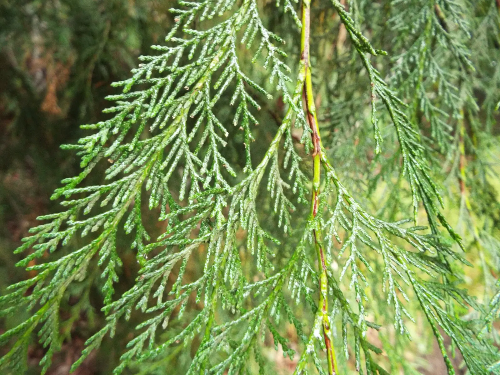 Port Orford Cedar (Chamaecyparis Lawsoniana) — although regular watering is essential during dry spells; reaching up to 150 ft tall and 6 ft in, image 78