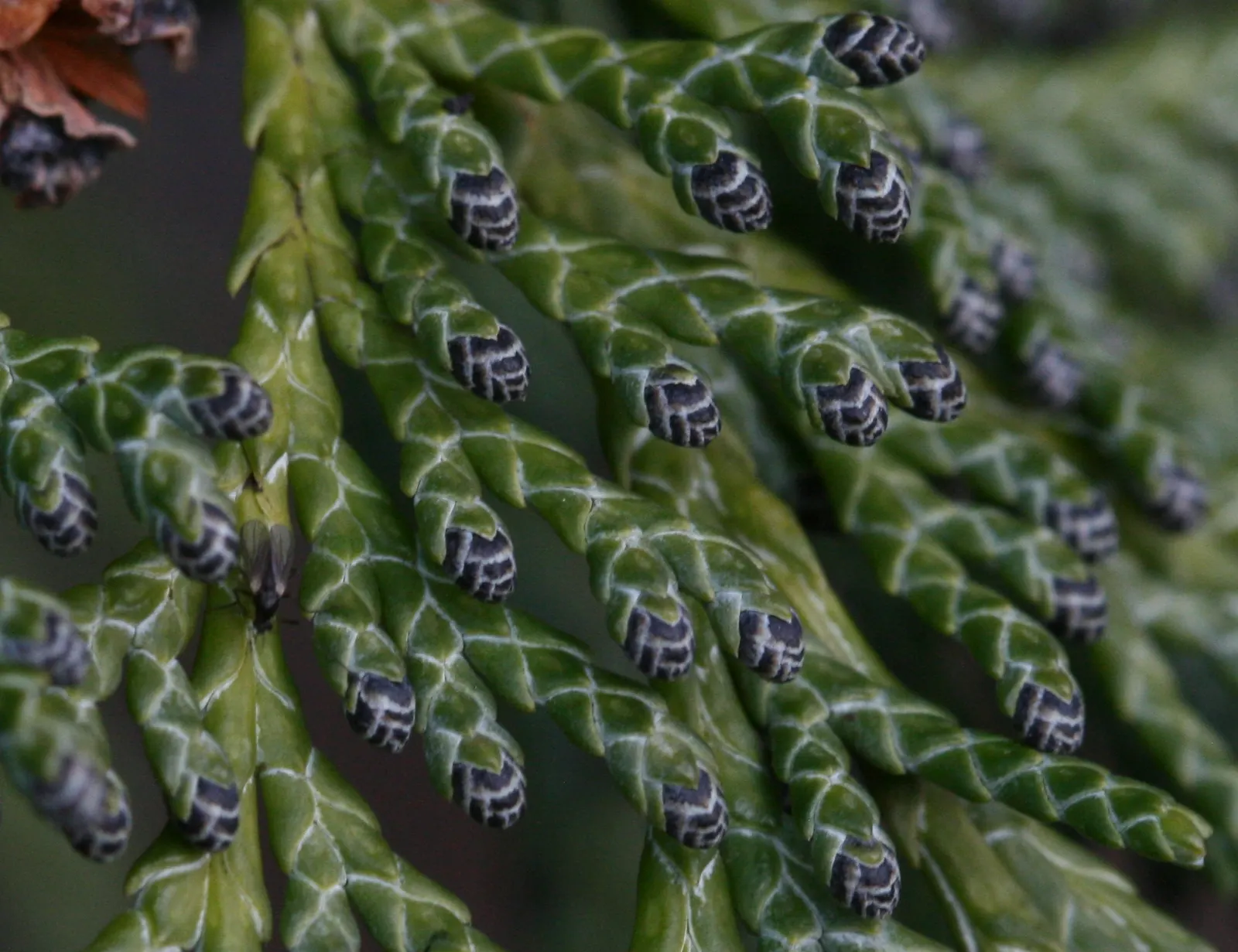 Port Orford Cedar (Chamaecyparis Lawsoniana) — Hardy in zones 7-9, it brings elegance and year-round interest, albeit susceptible to root rot if waterlogged