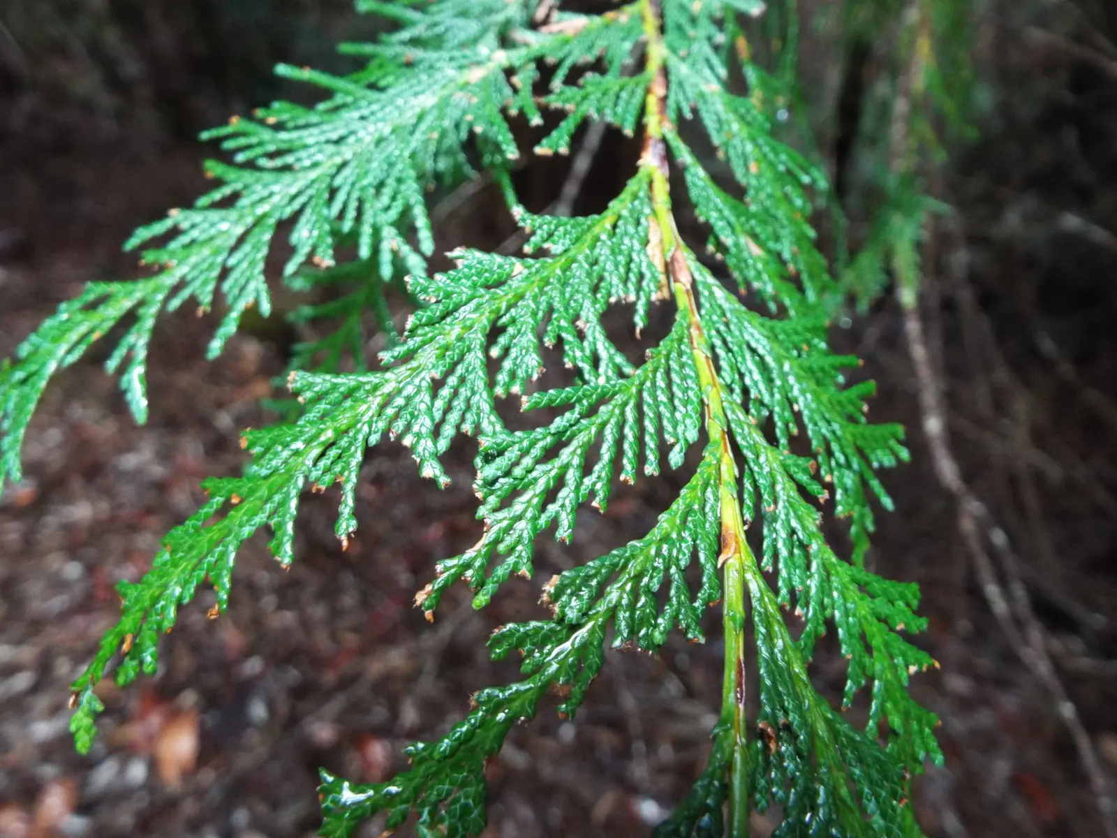 Port Orford Cedar (Chamaecyparis Lawsoniana) — Ideal for large landscapes, it requires well-drained soil