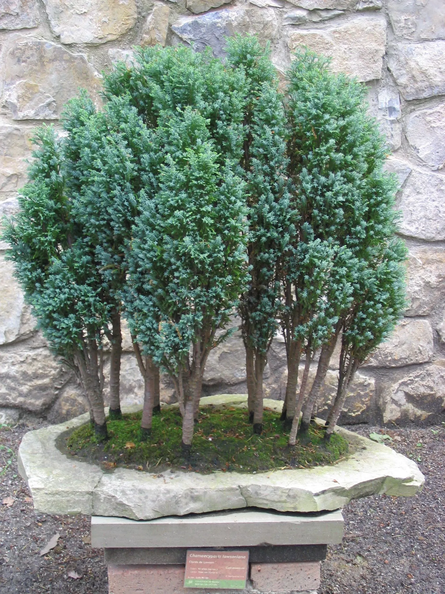 Port Orford Cedar (Chamaecyparis Lawsoniana) — providing habitat for birds and other wildlife; this distinguished tree boasts a pyramidal shape with, image 99