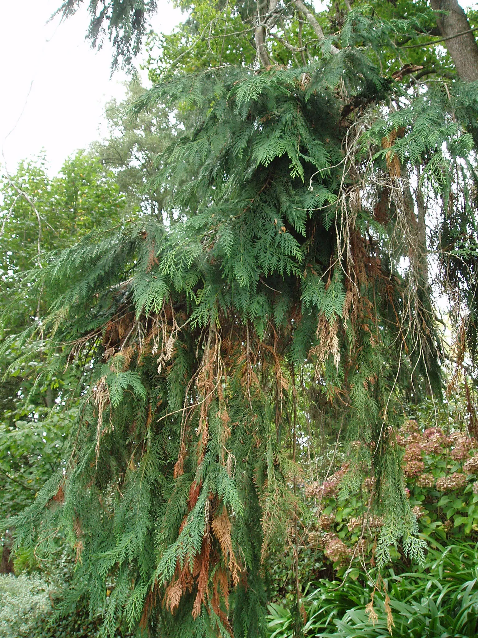 Port Orford Cedar (Chamaecyparis Lawsoniana) — this distinguished tree boasts a pyramidal shape with horizontally spreading branches