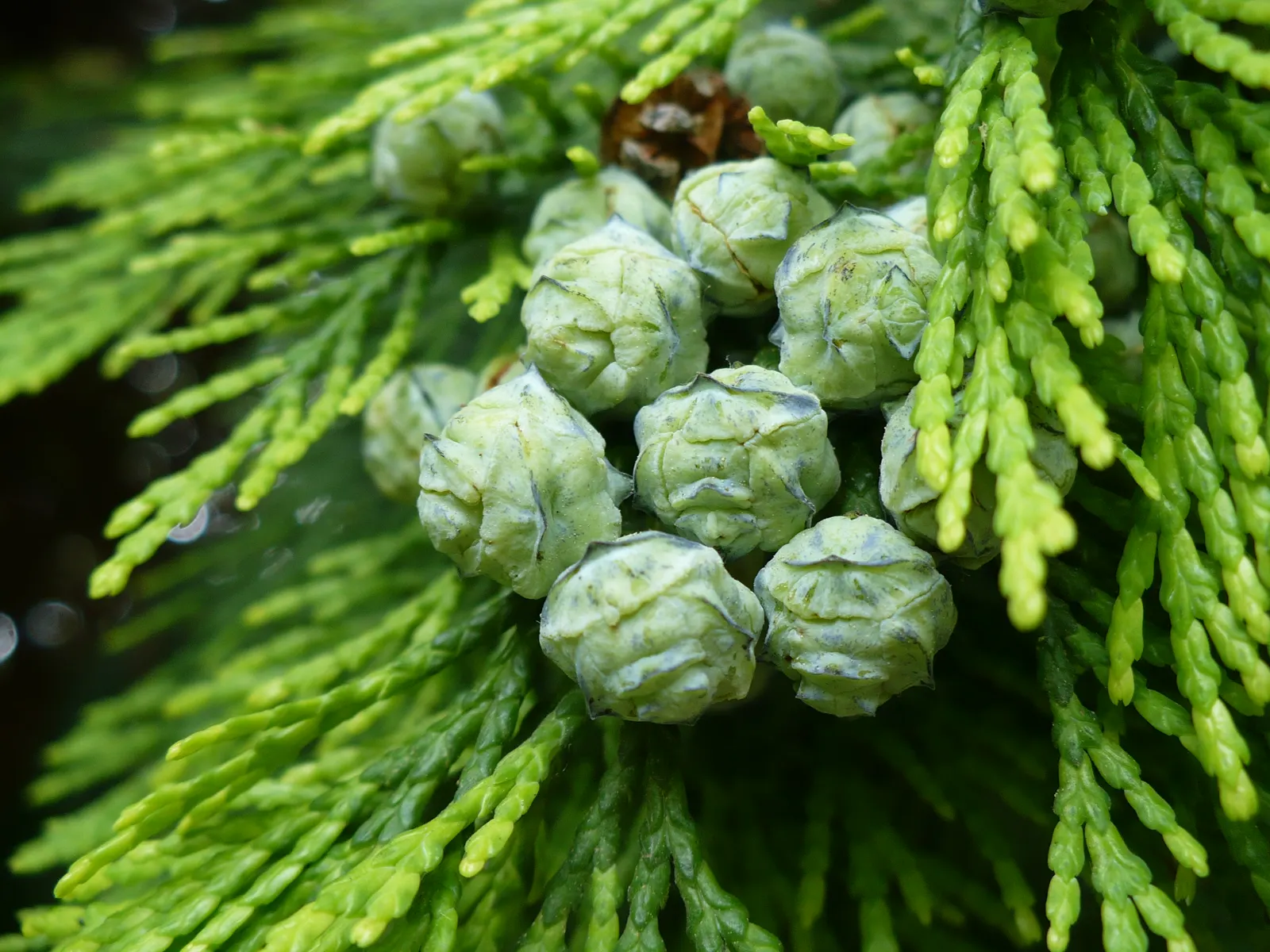 Port Orford Cedar (Chamaecyparis Lawsoniana) — Hardy in zones 7-9, it brings elegance and year-round interest, albeit susceptible to root rot if, image 66