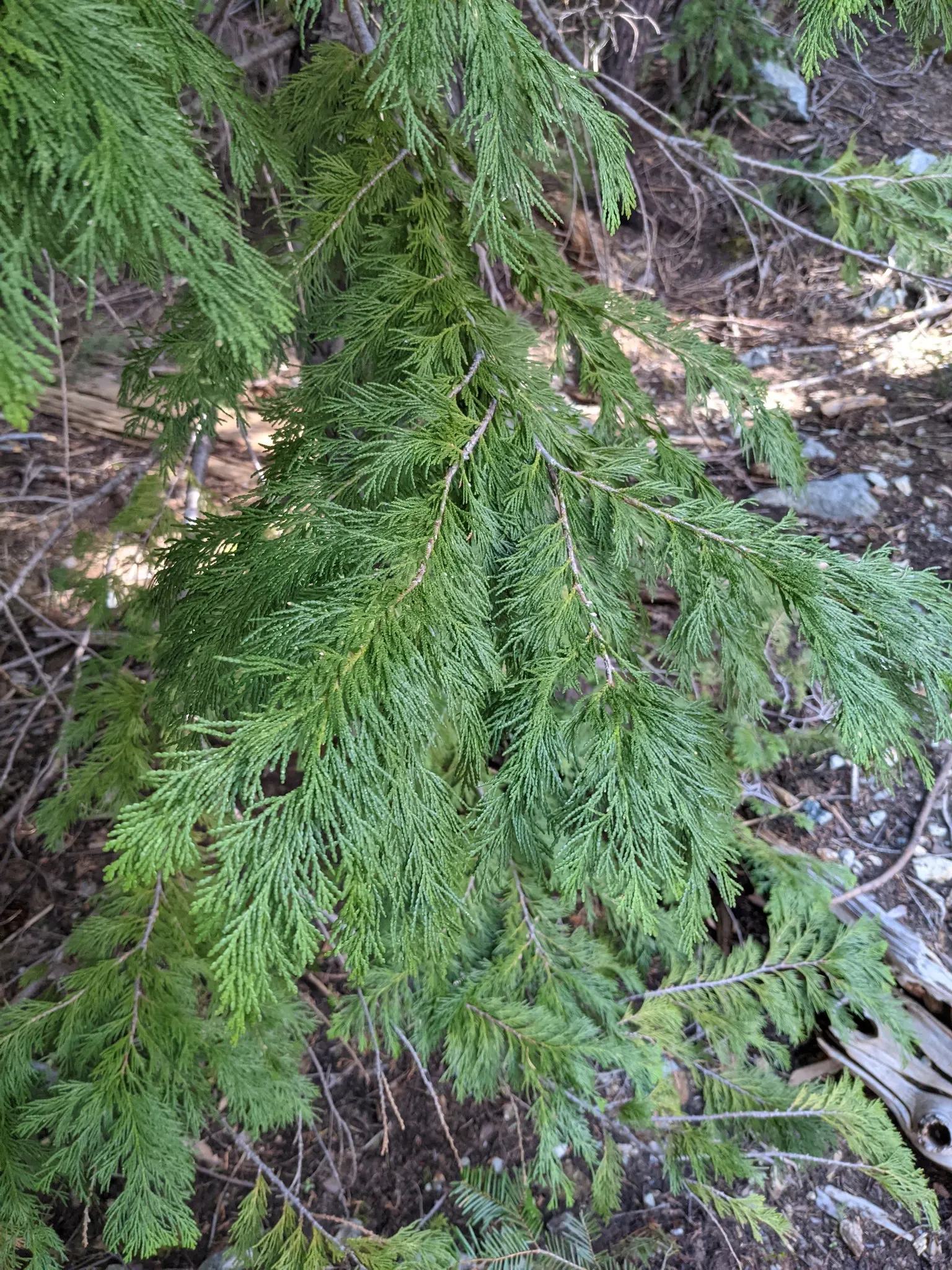 Port Orford Cedar (Chamaecyparis Lawsoniana) — although regular watering is essential during dry spells