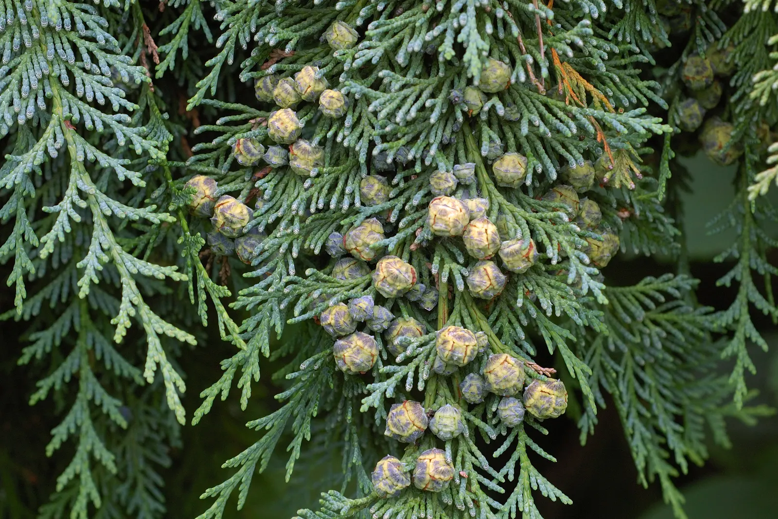 Port Orford Cedar (Chamaecyparis Lawsoniana) — approximately 0.3 to 0.4 inches in diameter.<br><br>This species prefers well-drained; evergreen, image 95
