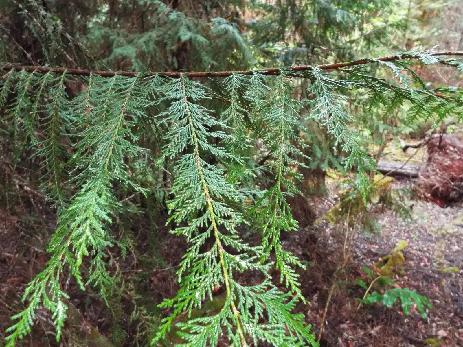 Port Orford Cedar (Chamaecyparis Lawsoniana) — sometimes tinged with blue
