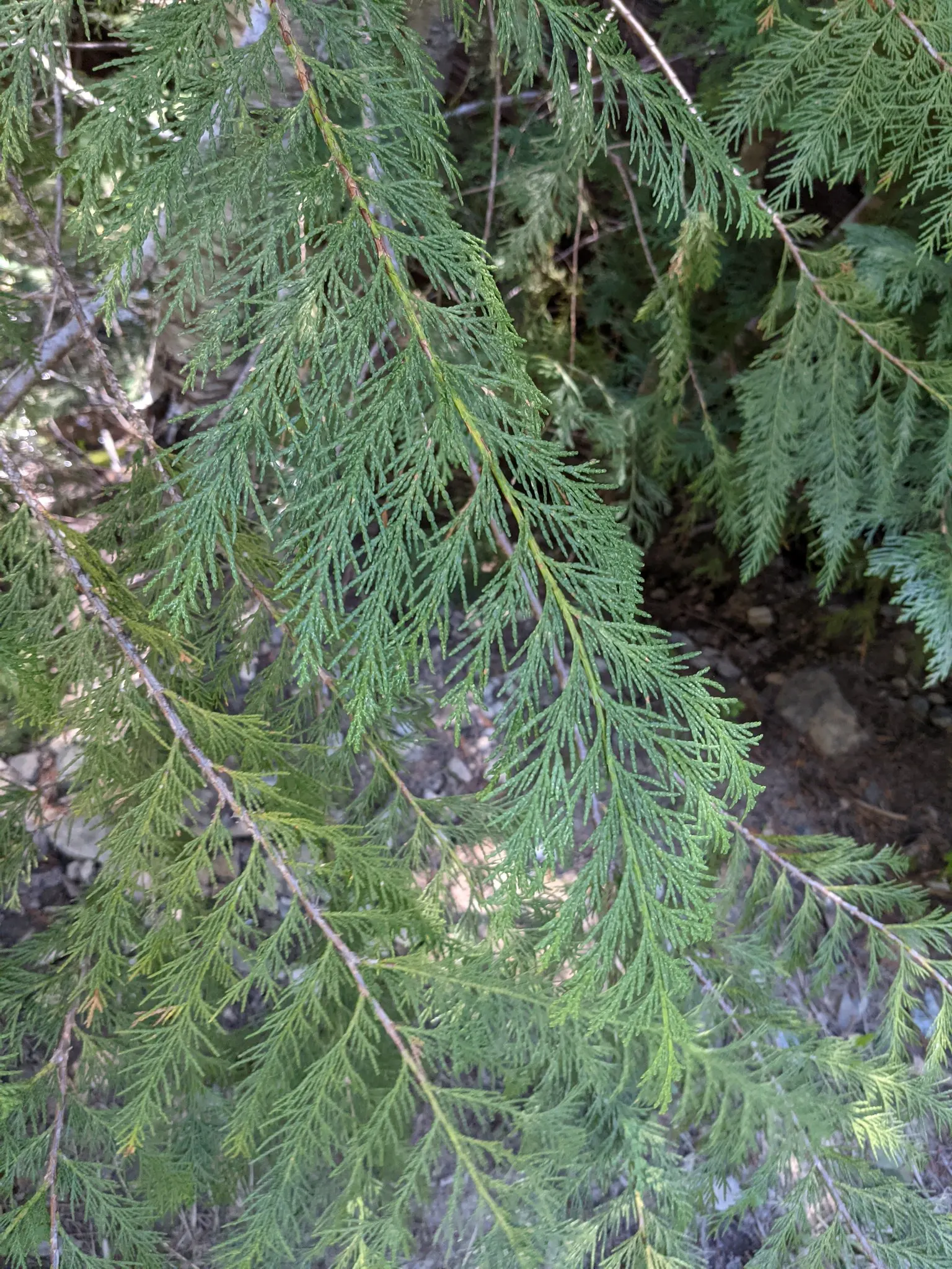 Port Orford Cedar (Chamaecyparis Lawsoniana) — this distinguished tree boasts a pyramidal shape with horizontally spreading branches, image 50