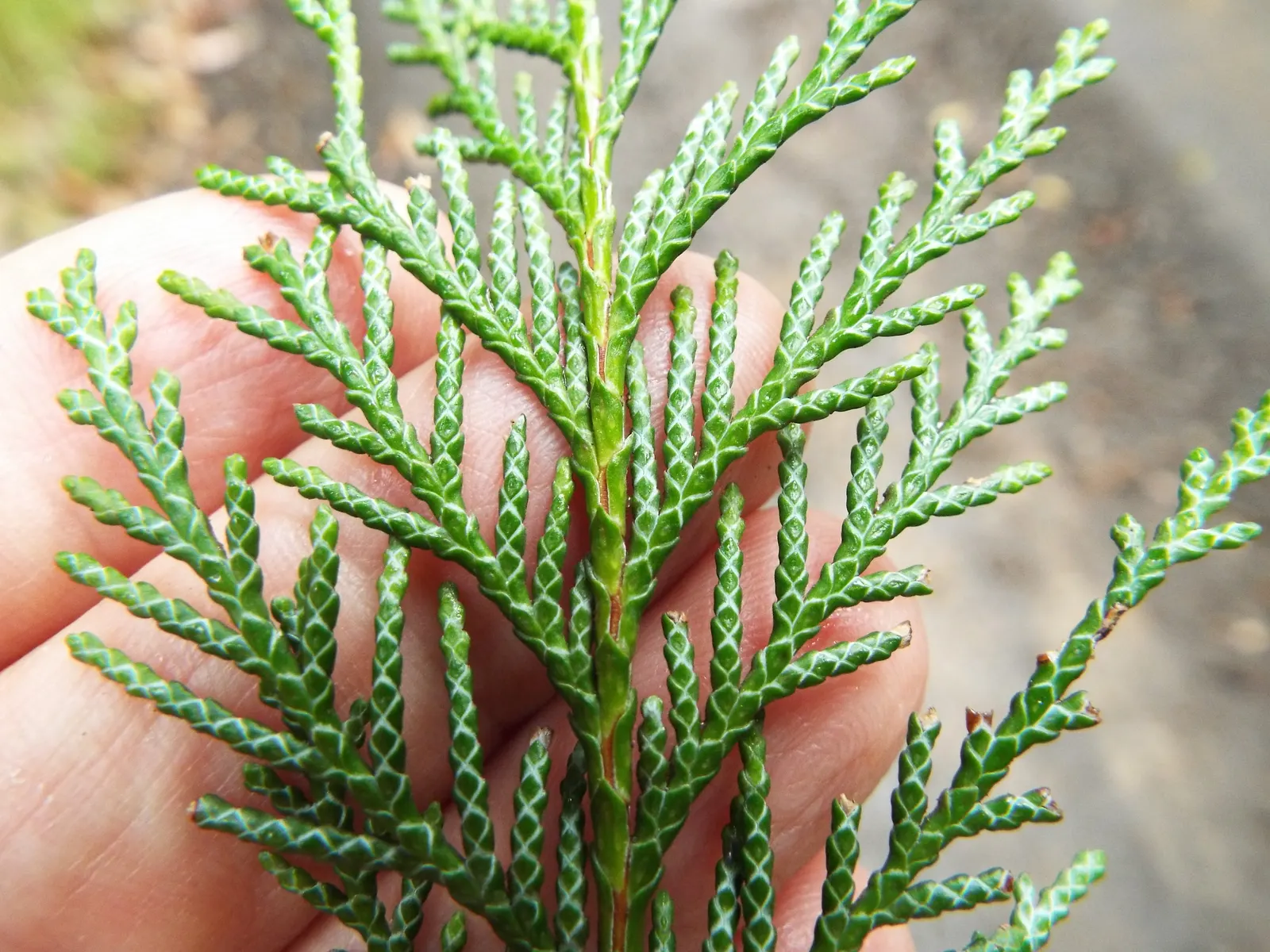Port Orford Cedar (Chamaecyparis Lawsoniana) — scientifically known as Chamaecyparis lawsoniana; hardy in zones 7-9, it brings elegance and year-round