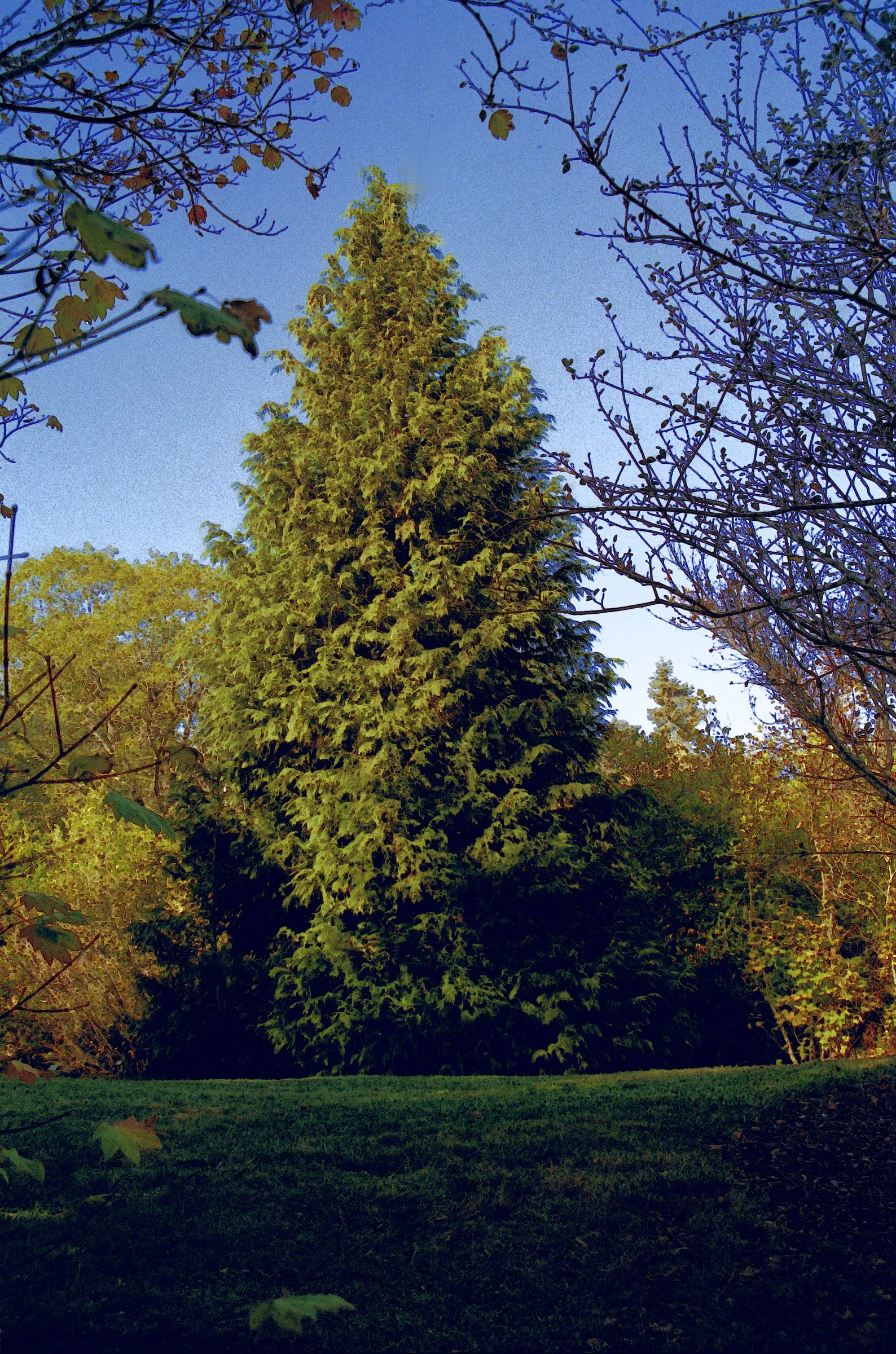 Port Orford Cedar (Chamaecyparis Lawsoniana) — Hardy in zones 7-9, it brings elegance and year-round interest, albeit susceptible to root rot if, image 86
