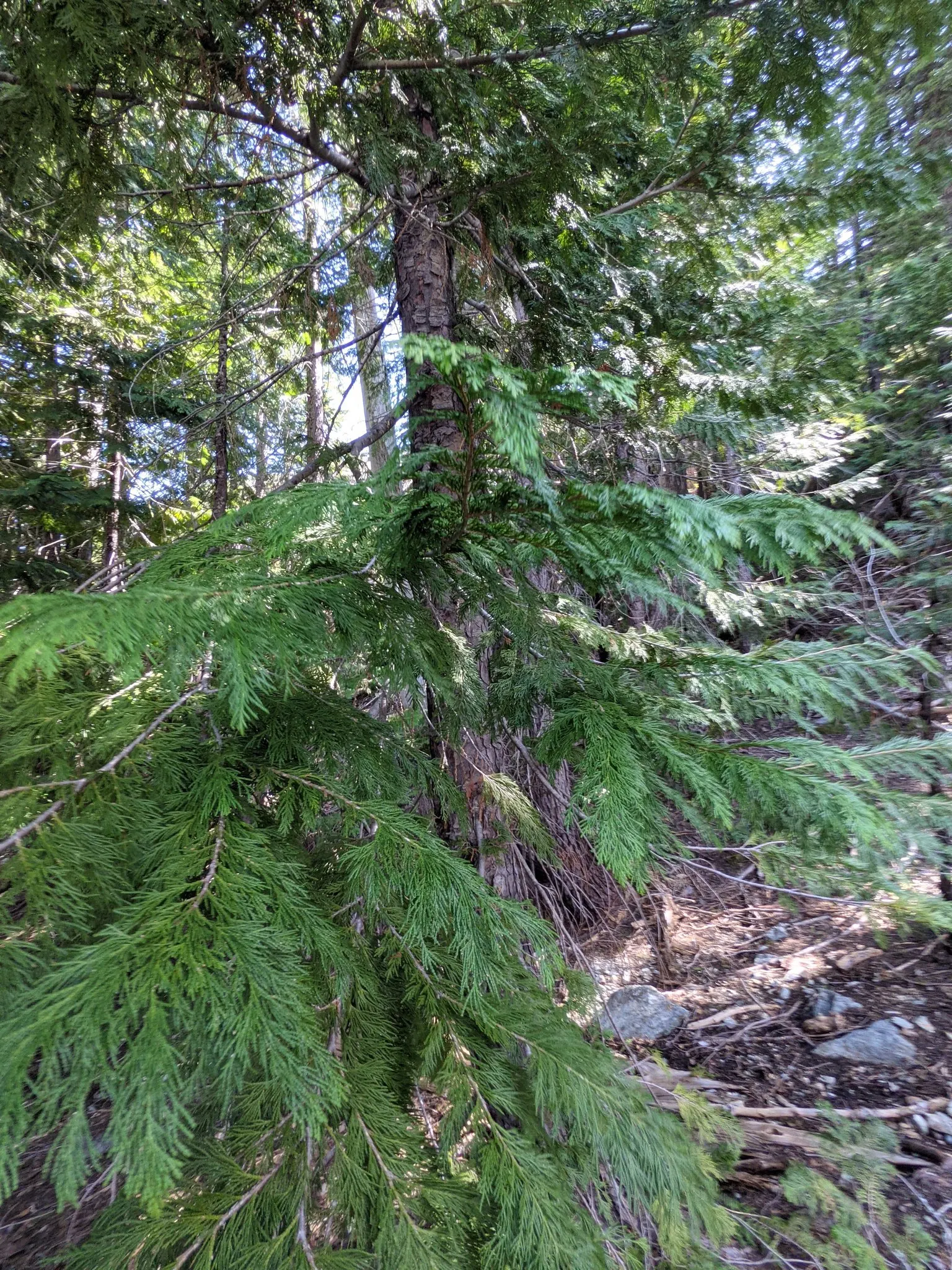 Port Orford Cedar (Chamaecyparis Lawsoniana) — providing habitat for birds and other wildlife; this distinguished tree boasts a pyramidal shape with