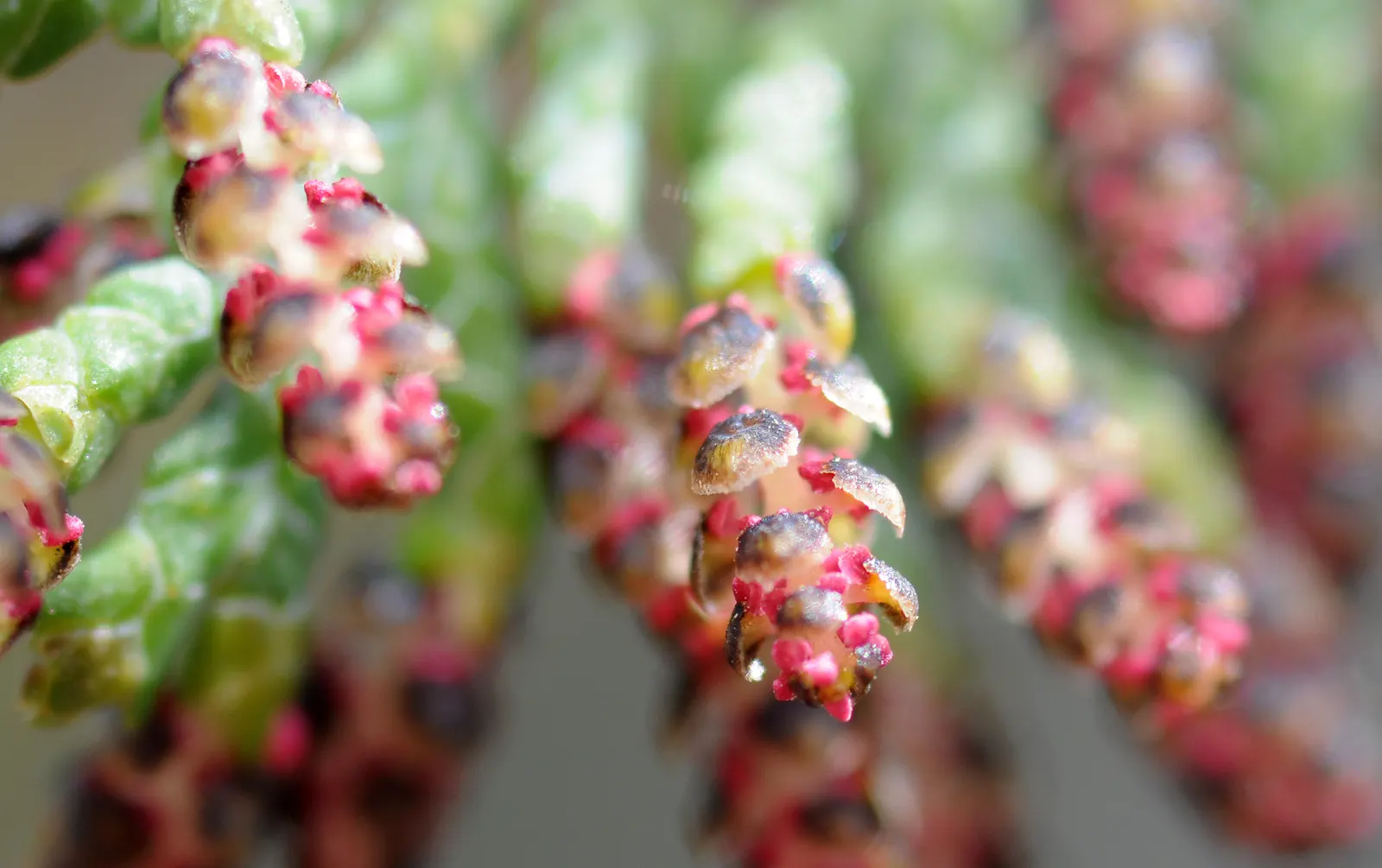 Port Orford Cedar (Chamaecyparis Lawsoniana) — this distinguished tree boasts a pyramidal shape with horizontally spreading branches, image 90