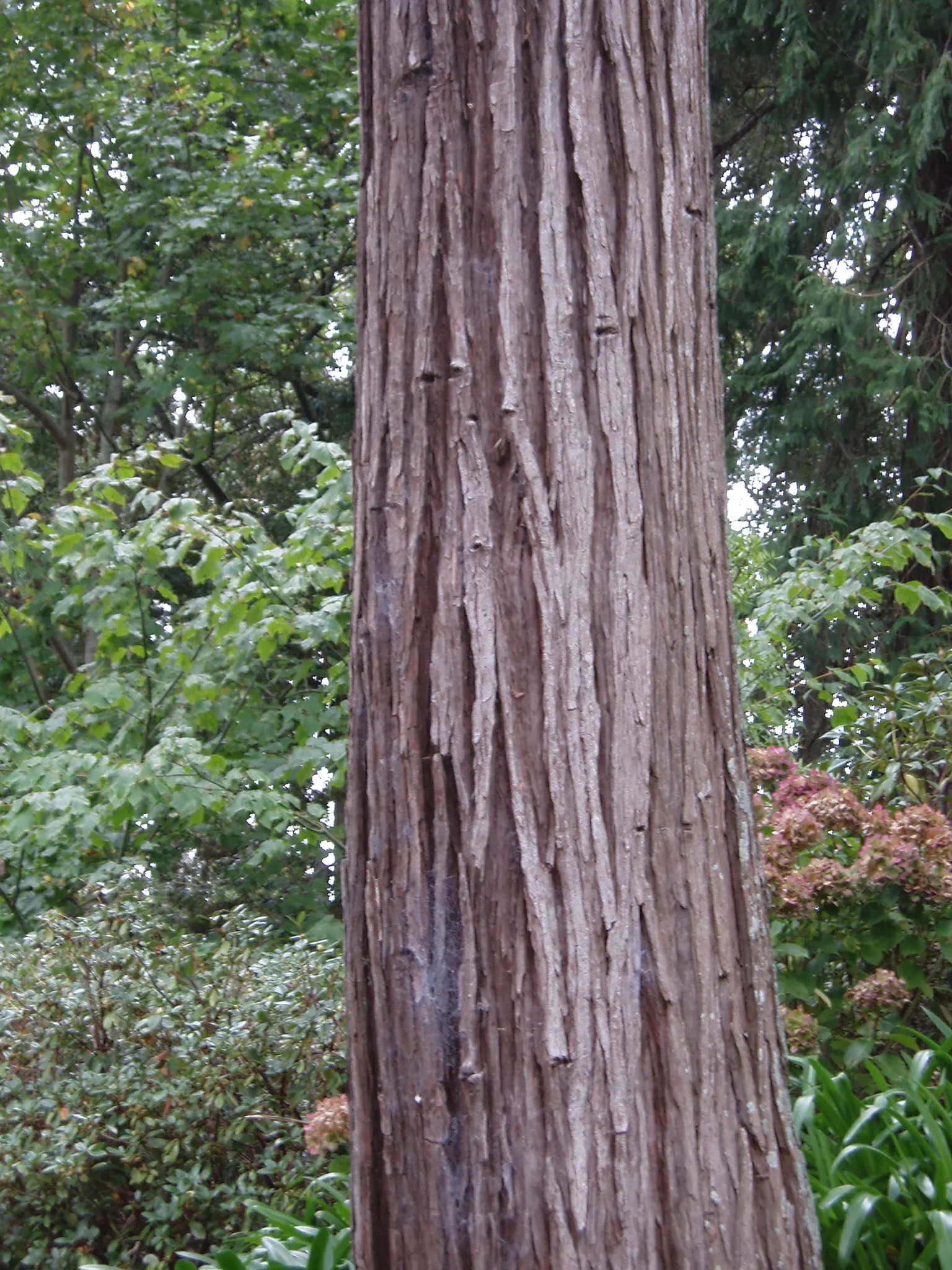 Port Orford Cedar (Chamaecyparis Lawsoniana) — The Port Orford Cedar (Chamaecyparis lawsoniana) is a majestic; its drooping branches hold dense, image 41
