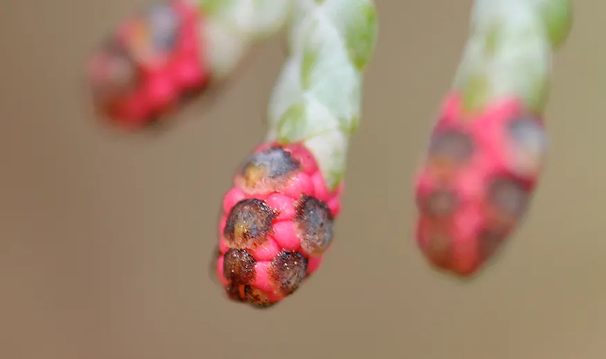 Port Orford Cedar (Chamaecyparis Lawsoniana) — although regular watering is essential during dry spells; reaching up to 150 ft tall and 6 ft in, image 98