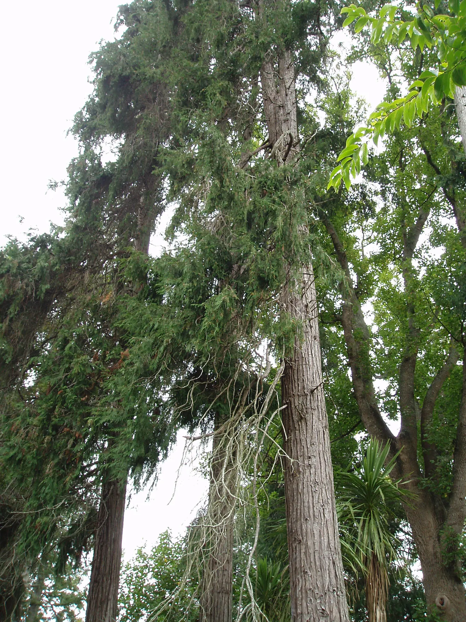 Port Orford Cedar (Chamaecyparis Lawsoniana) — conifer / tree for full; it is adaptable but requires ample space for proper development, making it, image 80