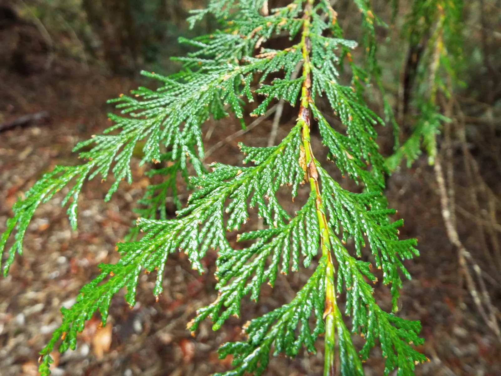 Port Orford Cedar (Chamaecyparis Lawsoniana) — scale-like leaves are a vibrant green; the Port Orford Cedar (Chamaecyparis lawsoniana) is a majestic