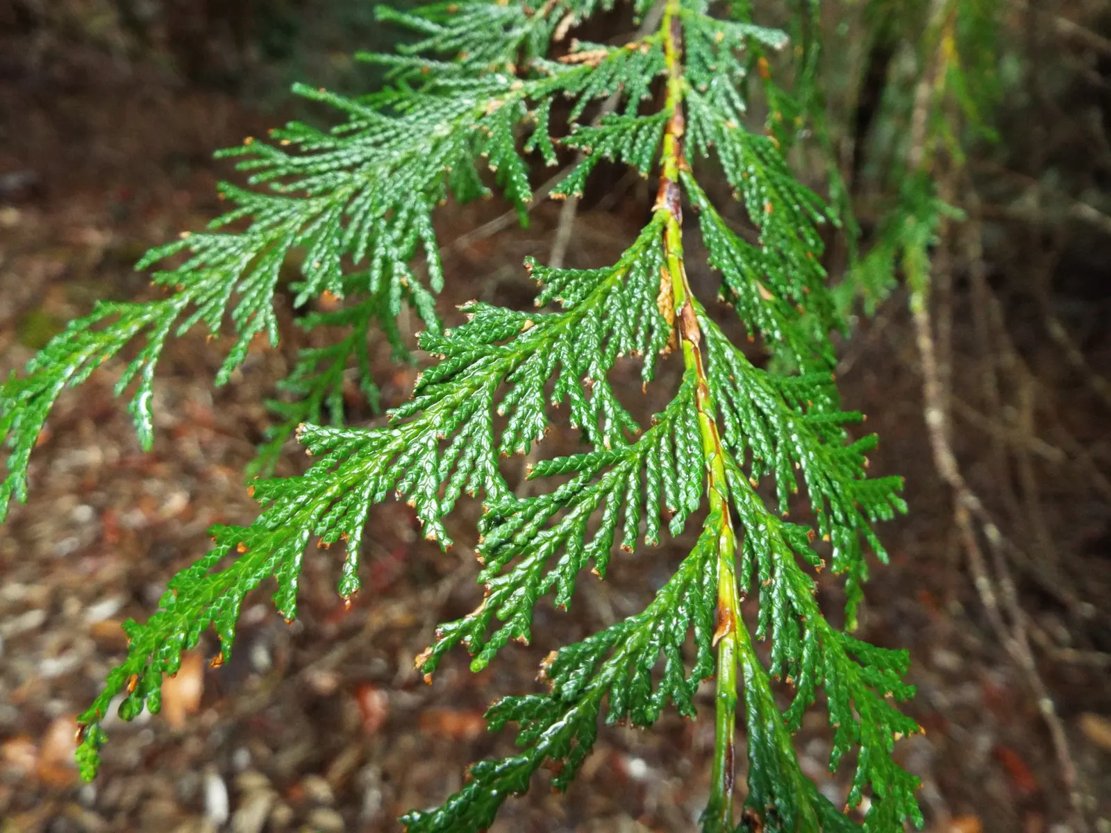 Port Orford Cedar (Chamaecyparis Lawsoniana) — It is adaptable but requires ample space for proper development, making it less suitable for compact gardens