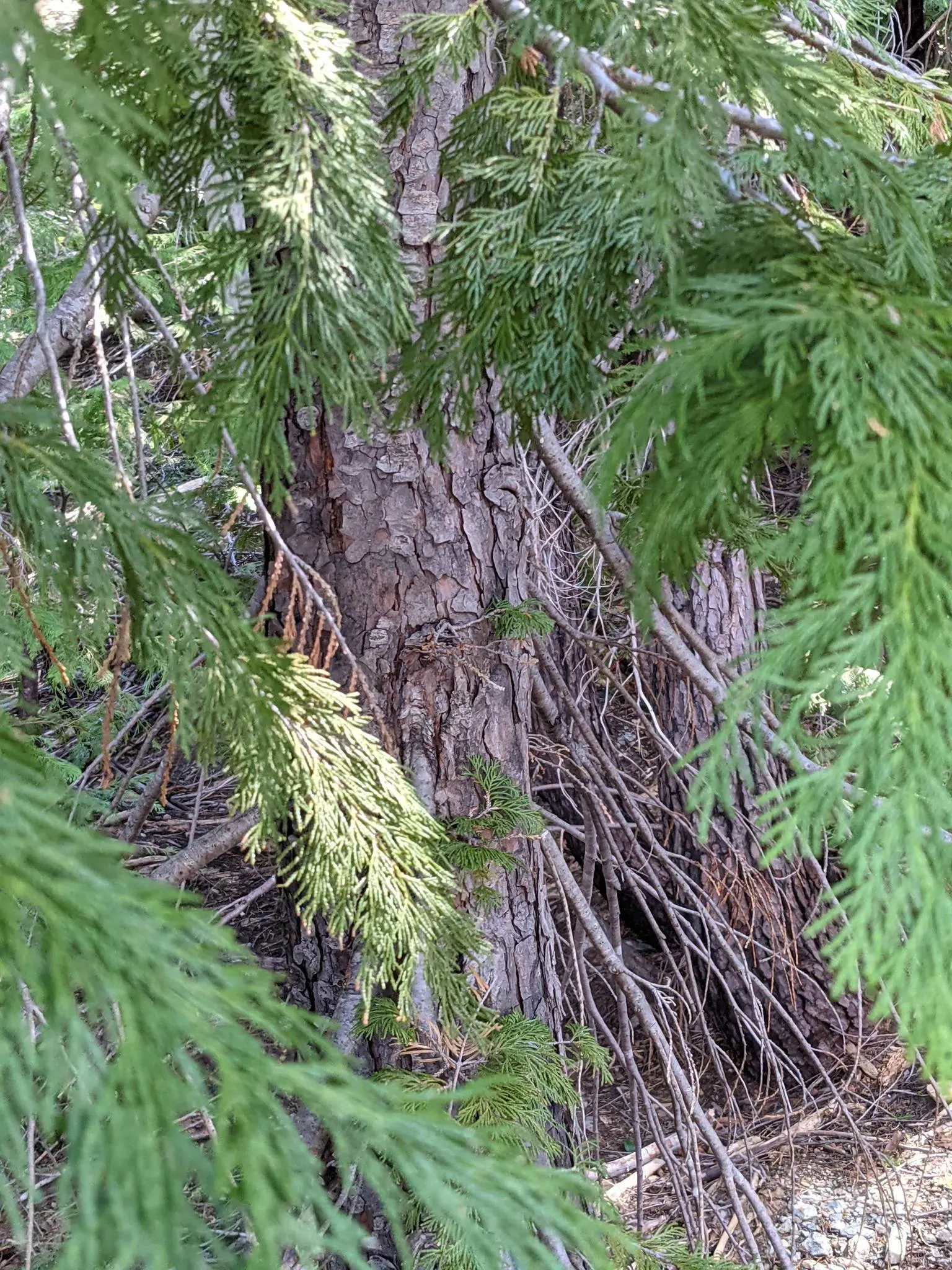 Port Orford Cedar (Chamaecyparis Lawsoniana) — sometimes tinged with blue; is a stately evergreen conifer known for its resilience and graceful aesthetic
