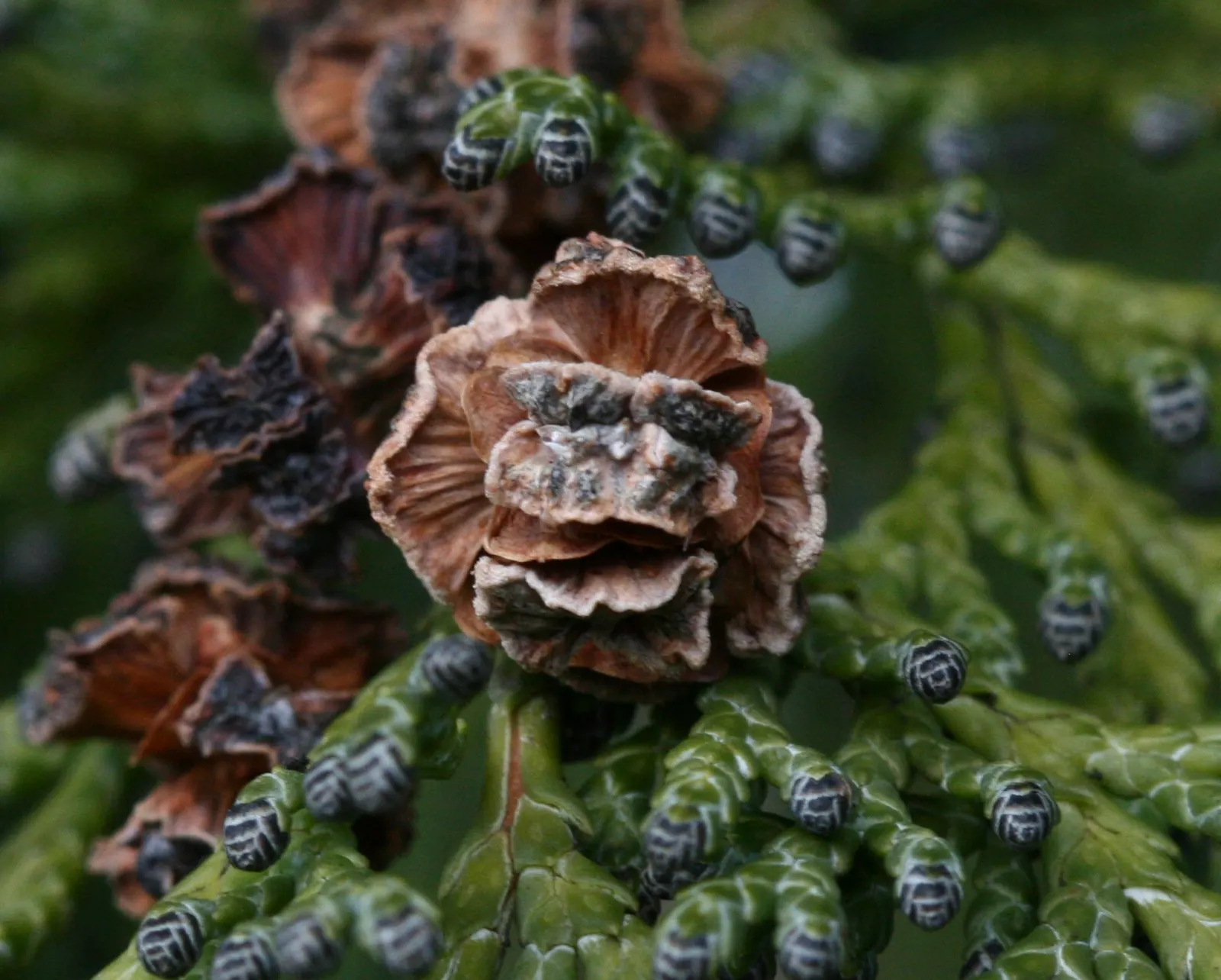 Port Orford Cedar (Chamaecyparis Lawsoniana) — although regular watering is essential during dry spells; reaching up to 150 ft tall and 6 ft in, image 58